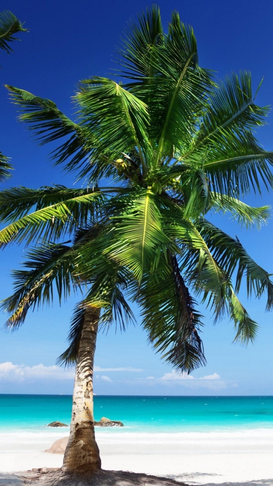 Descarga gratuita de fondo de pantalla para móvil de Playa, Horizonte, Océano, Tierra, Tropical, Tierra/naturaleza, Palmera, Tropico.