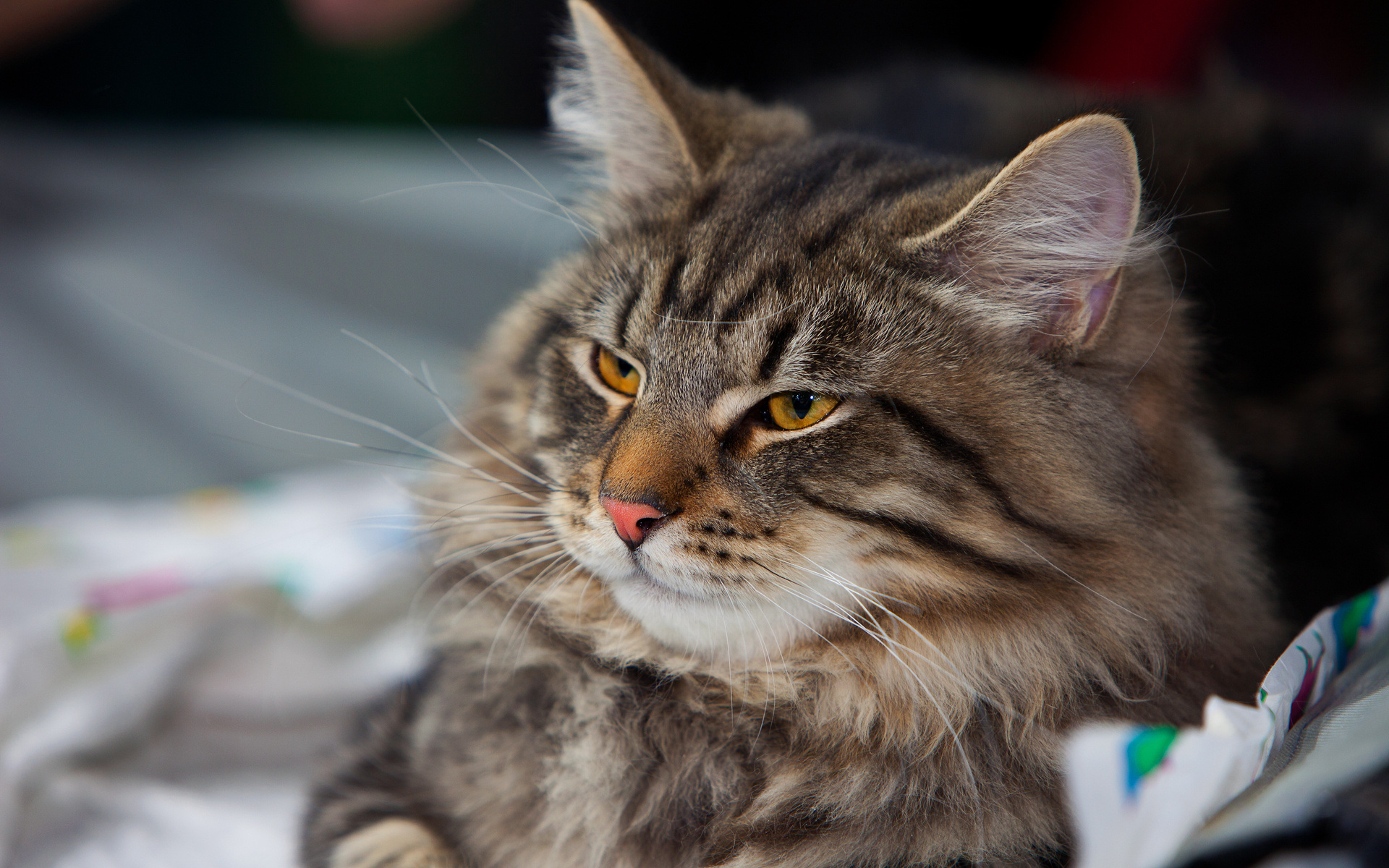 Baixar papel de parede para celular de Animais, Gatos, Gato gratuito.