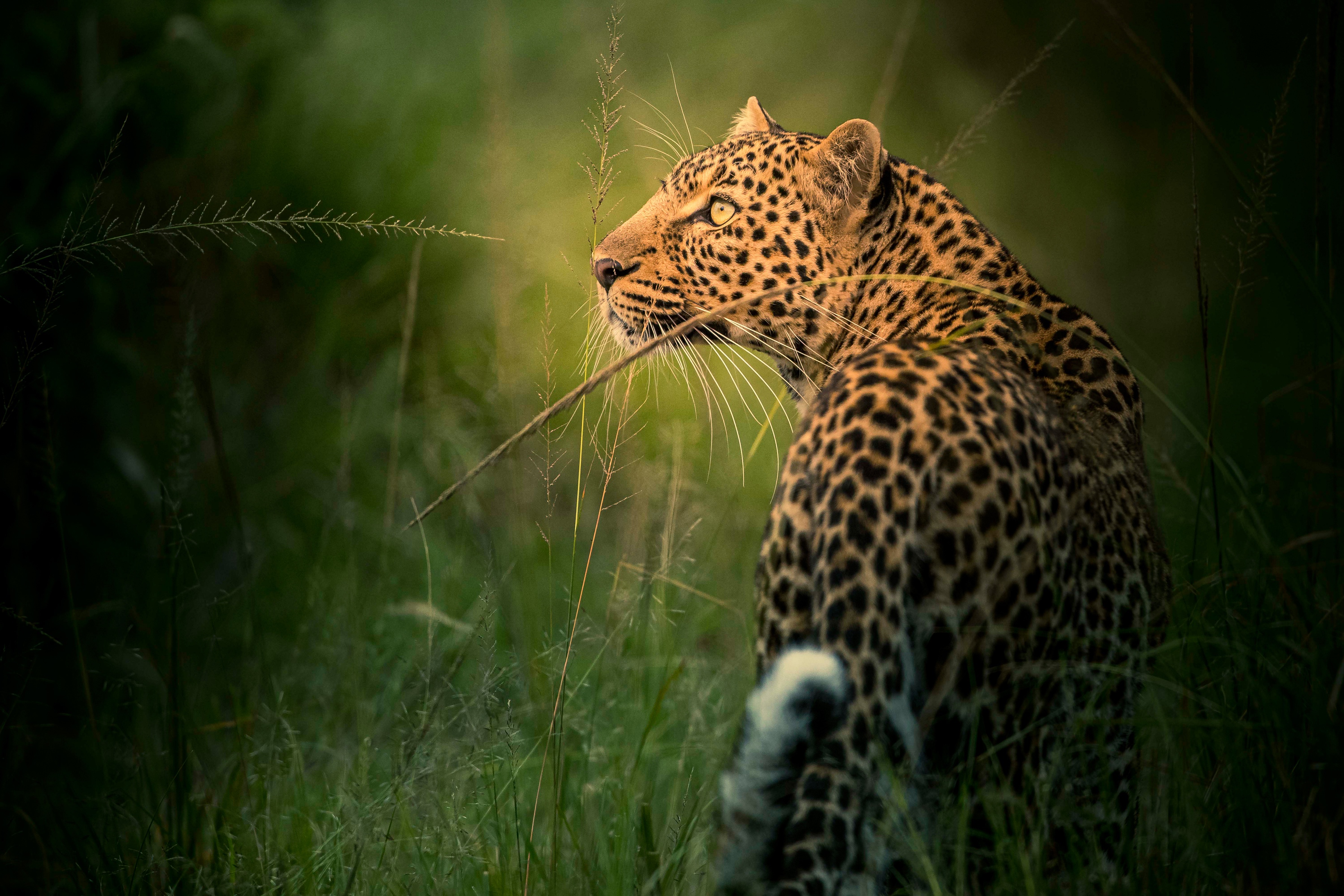 Descarga gratuita de fondo de pantalla para móvil de Animales, Gatos, Leopardo.