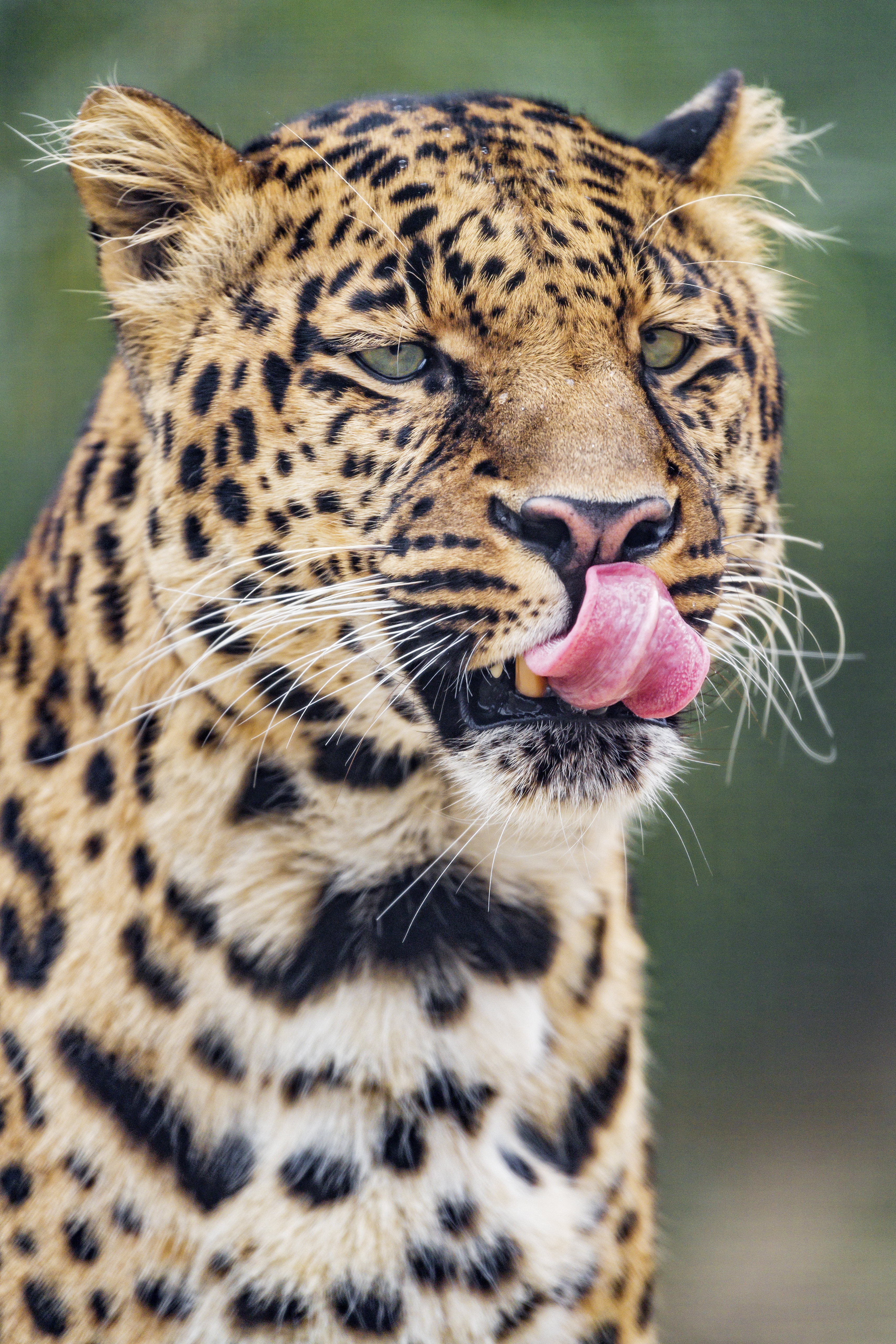 151786 descargar fondo de pantalla animales, leopardo, depredador, gato grande, lengua saliente, lengua pegada hacia fuera: protectores de pantalla e imágenes gratis