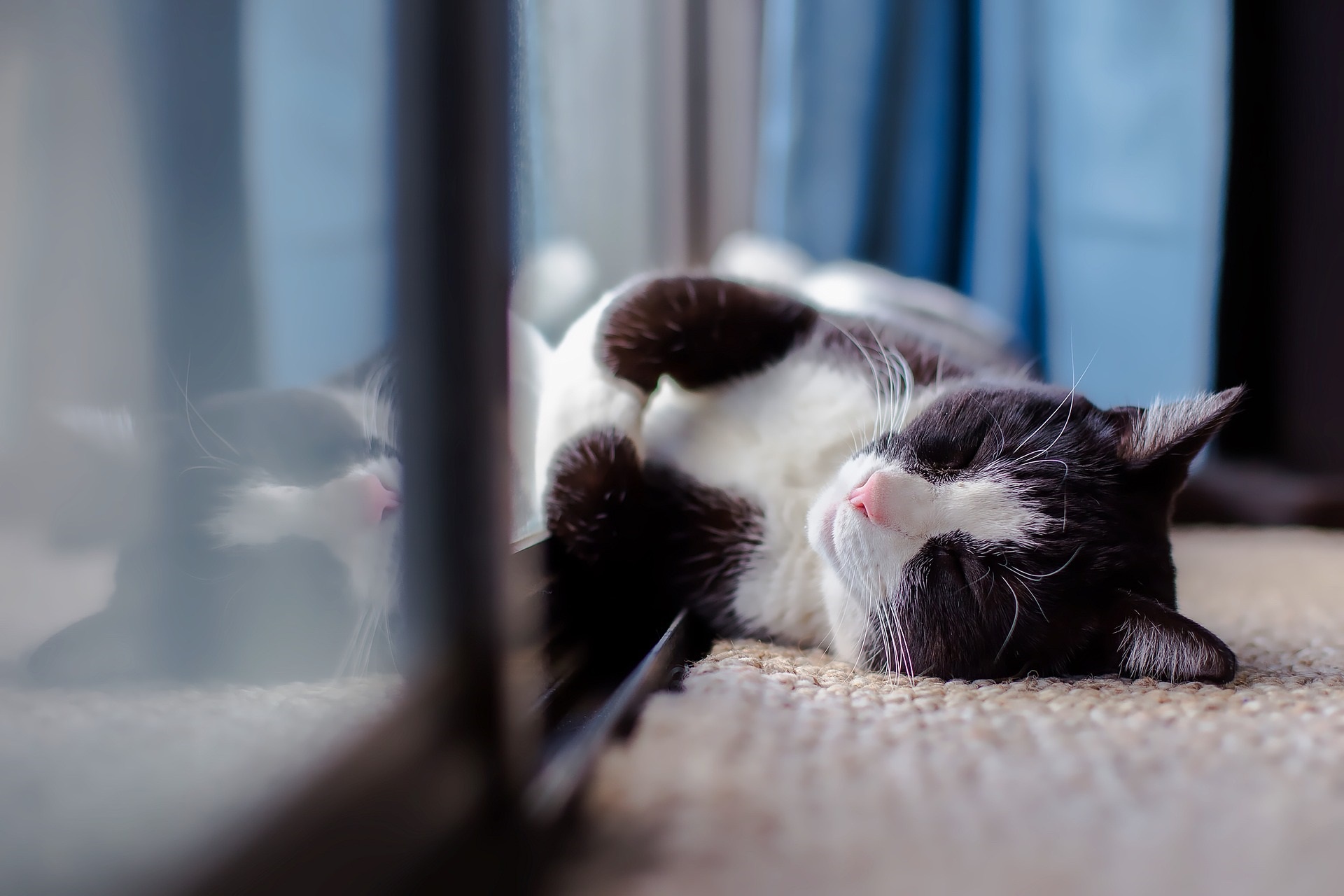 Baixe gratuitamente a imagem Animais, Gatos, Gato, Dormindo na área de trabalho do seu PC