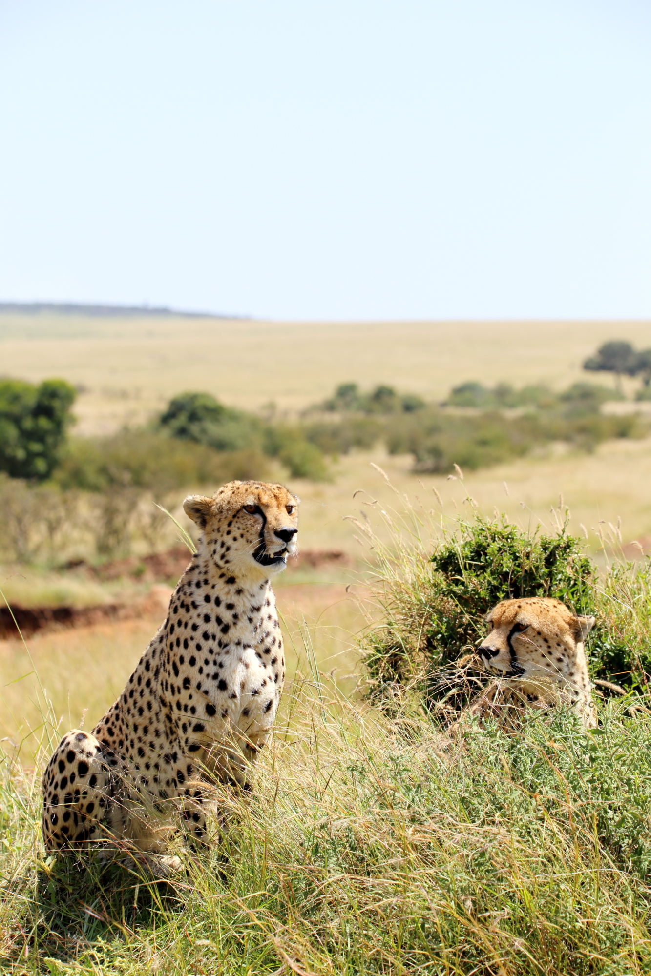 Download mobile wallpaper Cheetah, Predator, Grass, Big Cat, Animals for free.