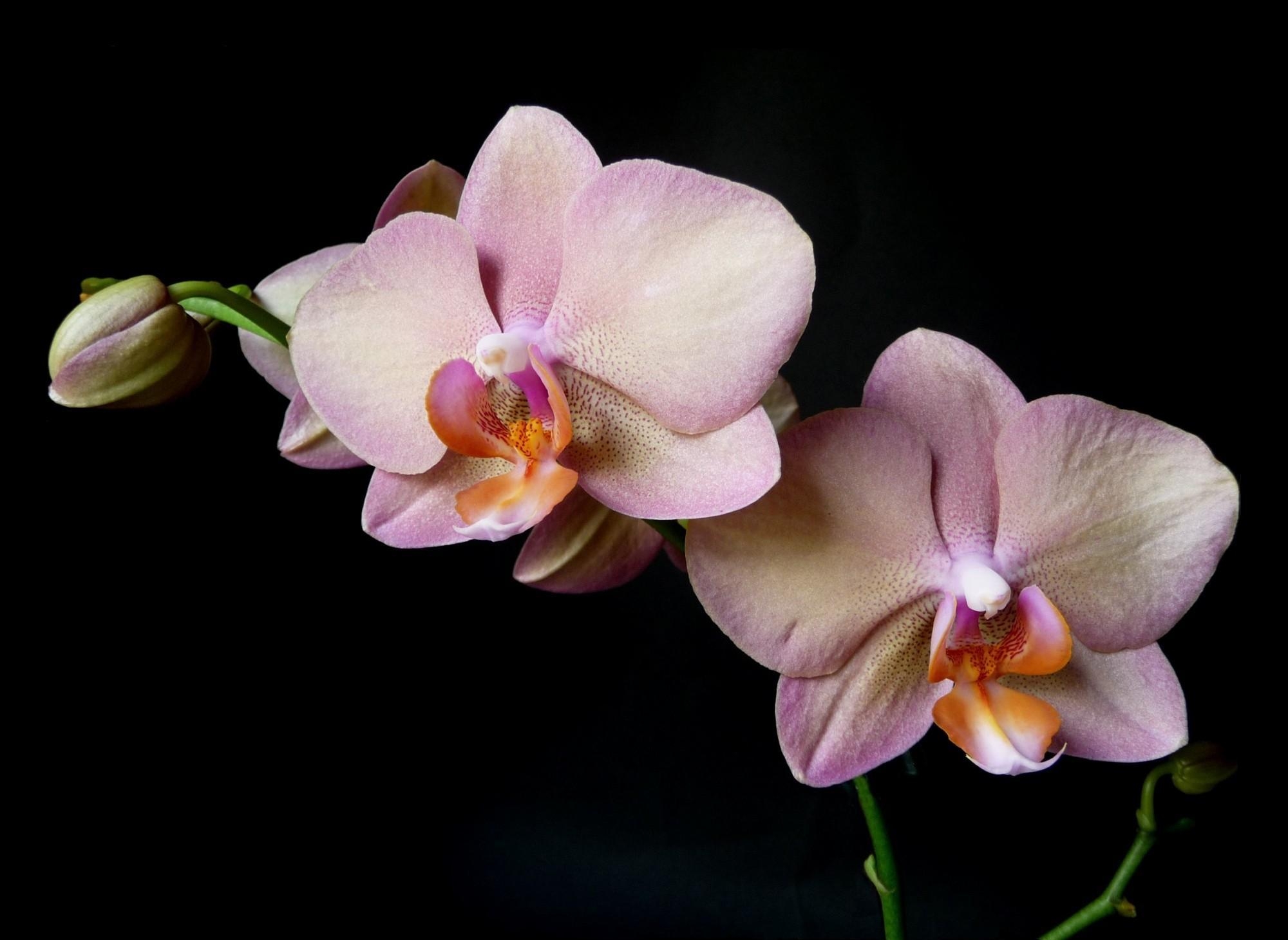 Descarga gratis la imagen Flores, Flor, Rama, Fondo Negro, Orquídea en el escritorio de tu PC