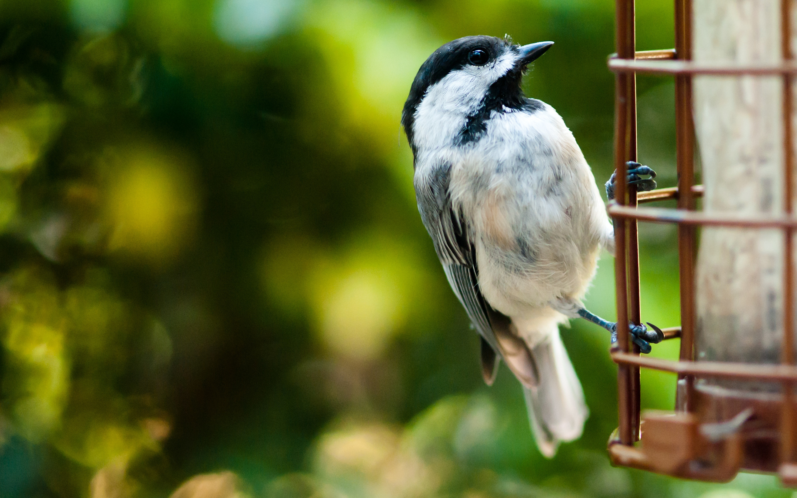 Baixar papel de parede para celular de Pássaro, Aves, Animais gratuito.