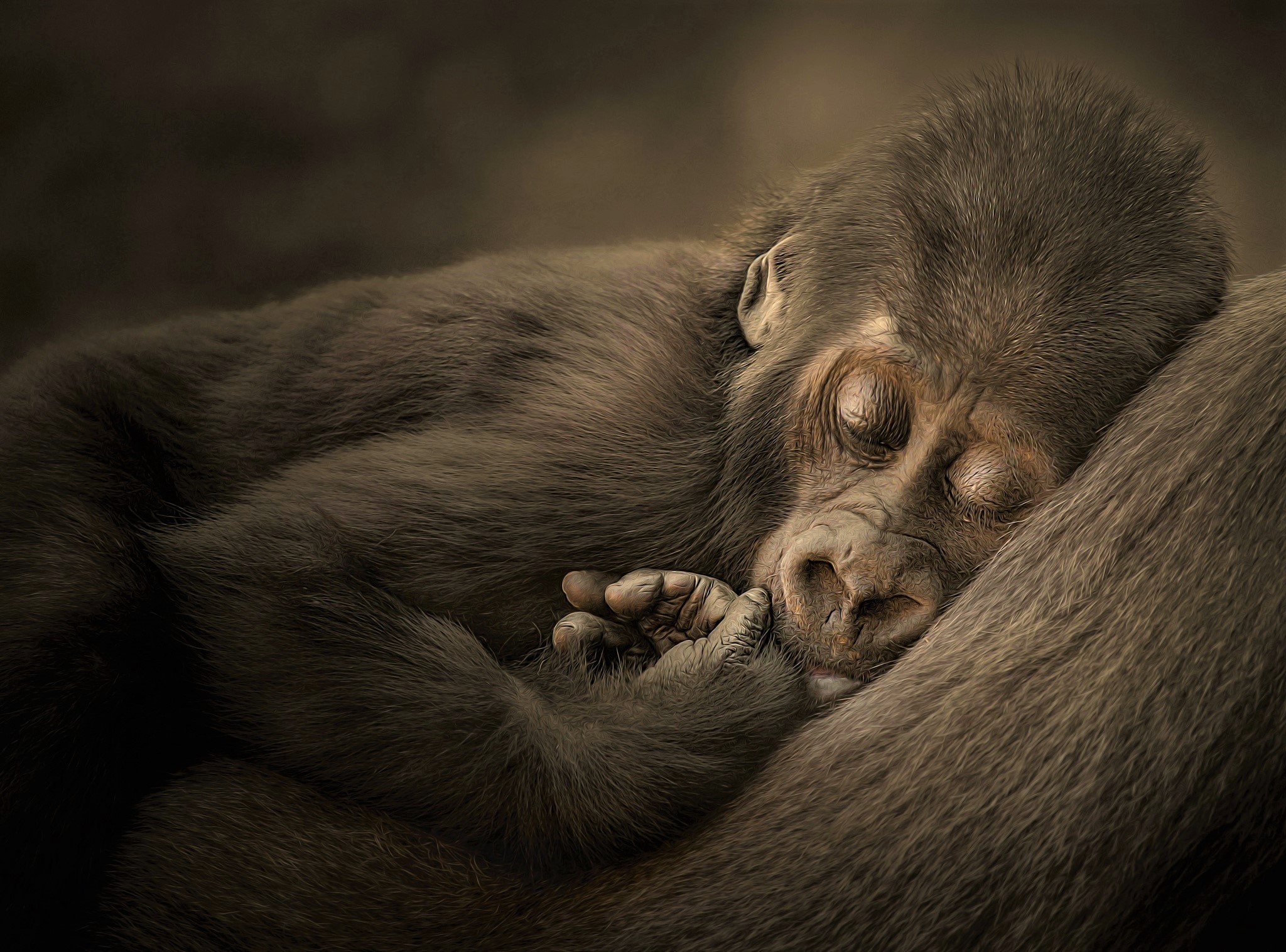 Laden Sie das Tiere, Süß, Gorilla, Schlafen, Affen, Tierbaby-Bild kostenlos auf Ihren PC-Desktop herunter