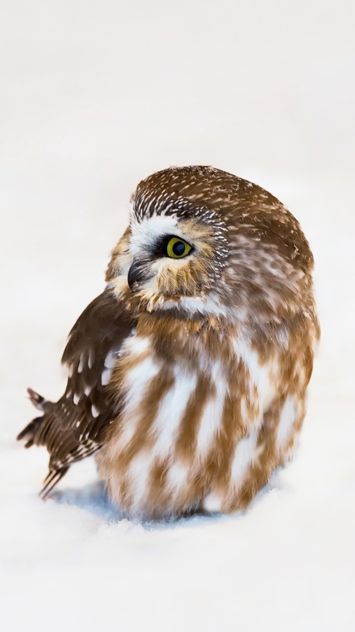 無料モバイル壁紙動物, 鳥, フクロウをダウンロードします。