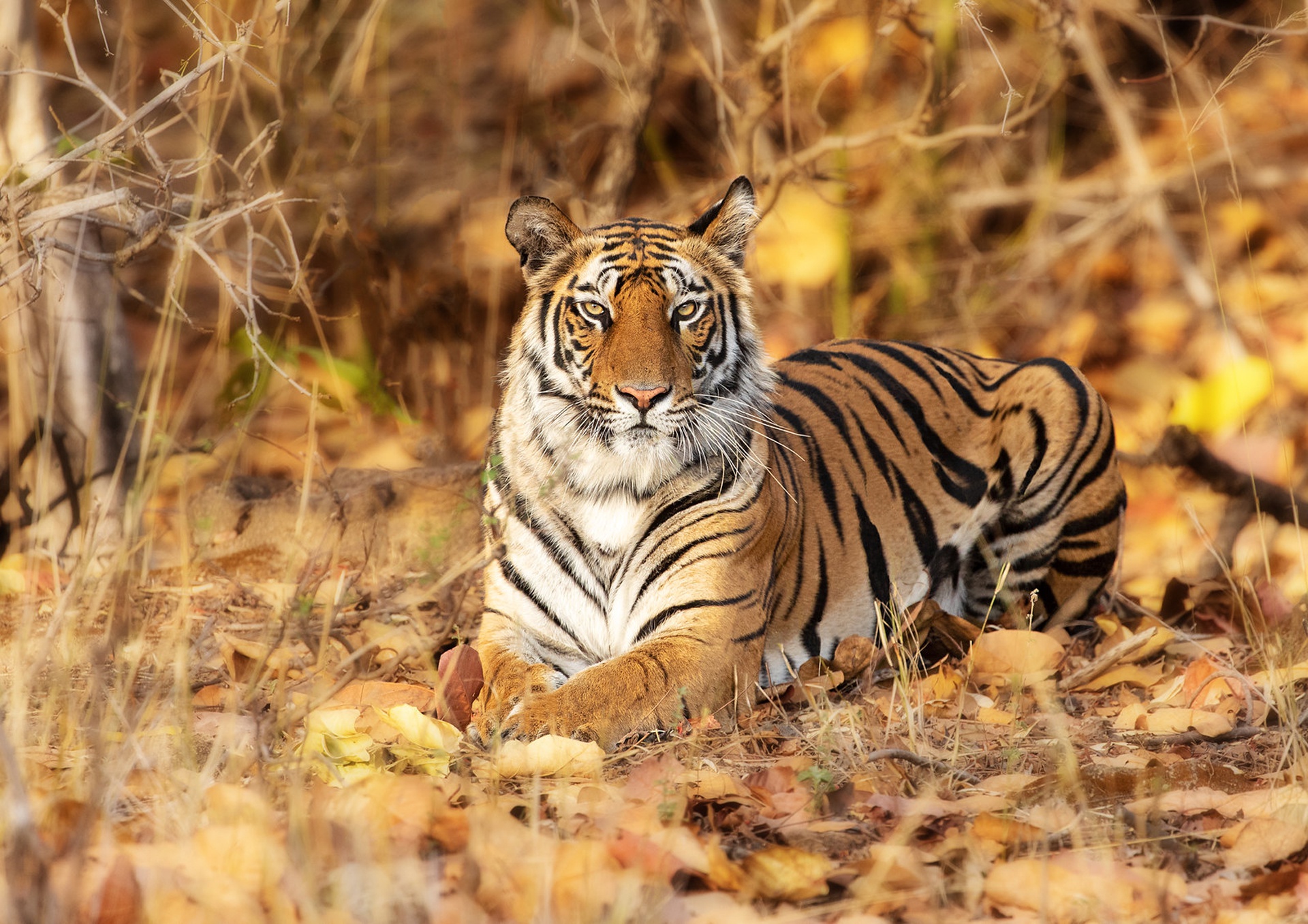 Baixar papel de parede para celular de Animais, Gatos, Tigre gratuito.