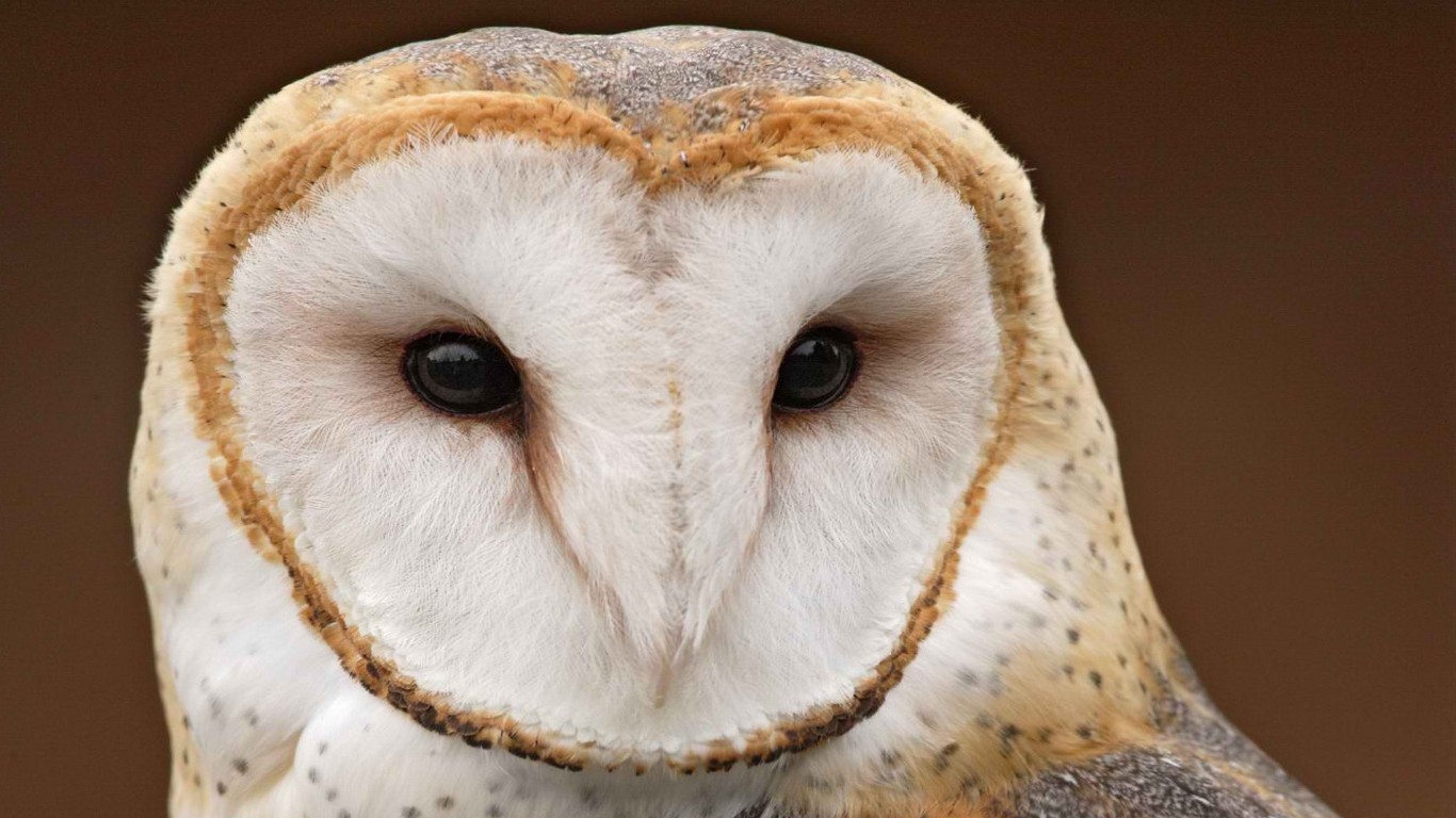 Download mobile wallpaper Owl, Animal, Barn Owl for free.