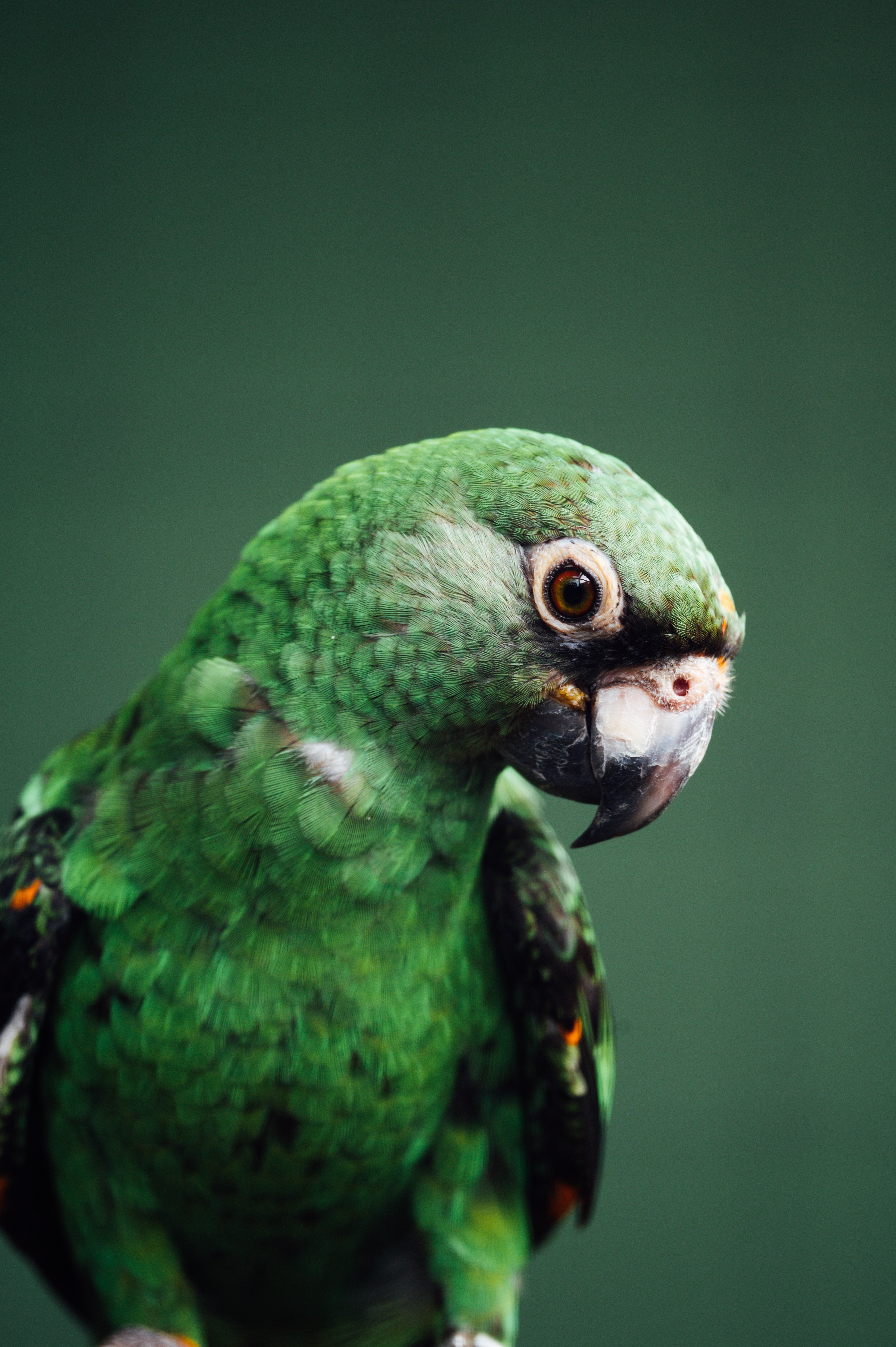 Handy-Wallpaper Wildlife, Vogel, Wilde Natur, Tiere, Papageien kostenlos herunterladen.