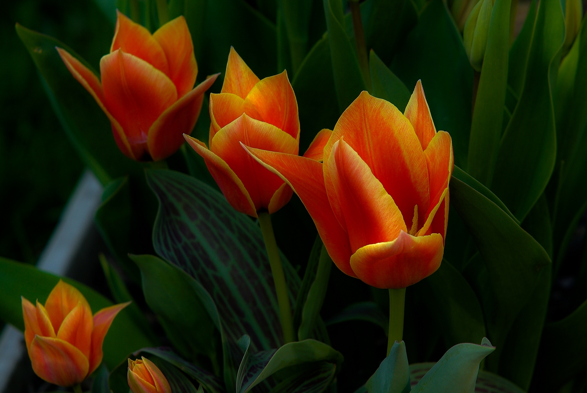 Download mobile wallpaper Flowers, Flower, Earth, Tulip for free.