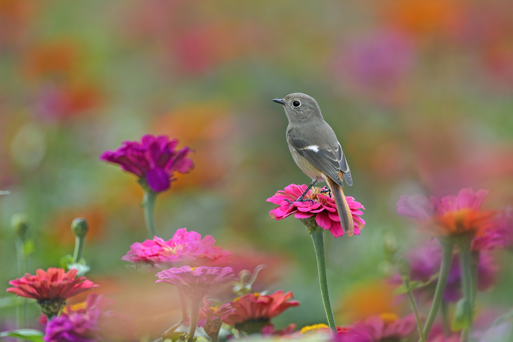 Handy-Wallpaper Tiere, Vögel, Blume, Vogel, Verwischen, Pinke Blume kostenlos herunterladen.