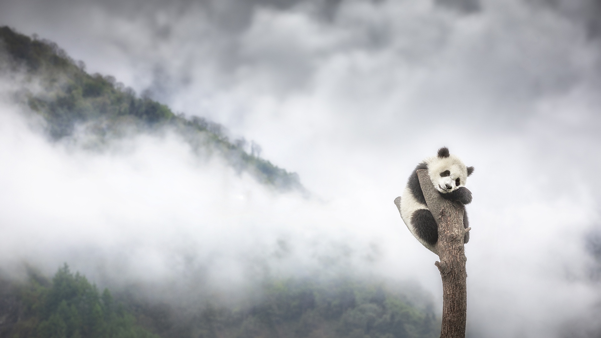 Download mobile wallpaper Animal, Panda for free.