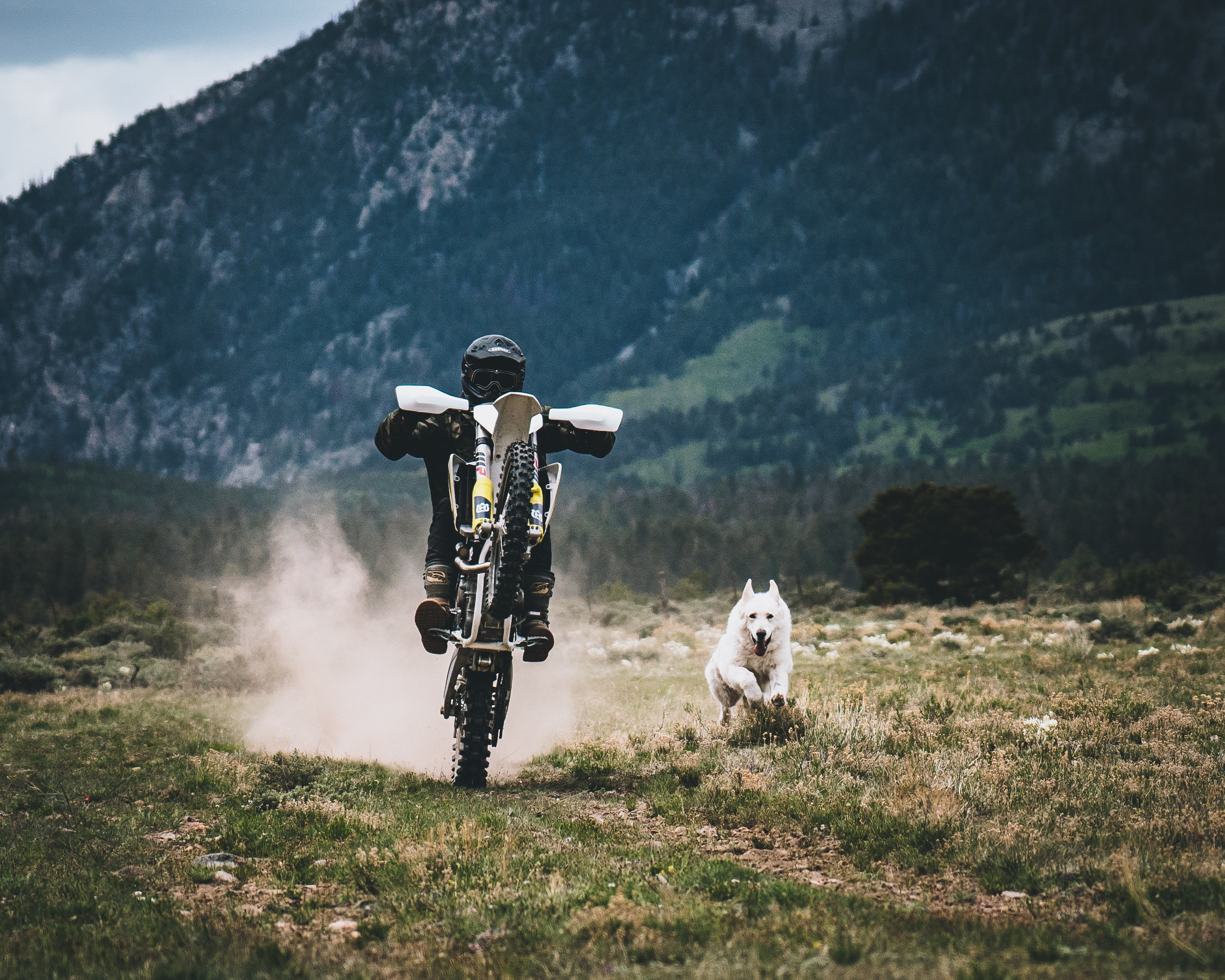 motorcycles, motorcyclist, races, grass, dog