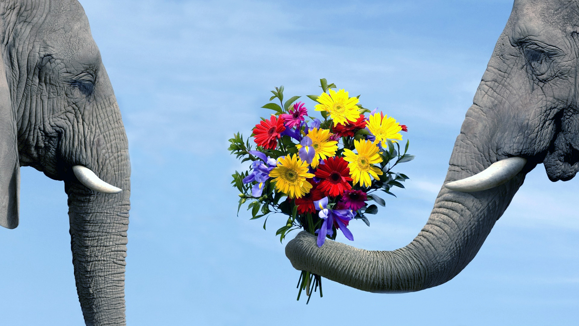 Завантажити шпалери безкоштовно Слони, Тварина, Африканський Чагарниковий Слон картинка на робочий стіл ПК