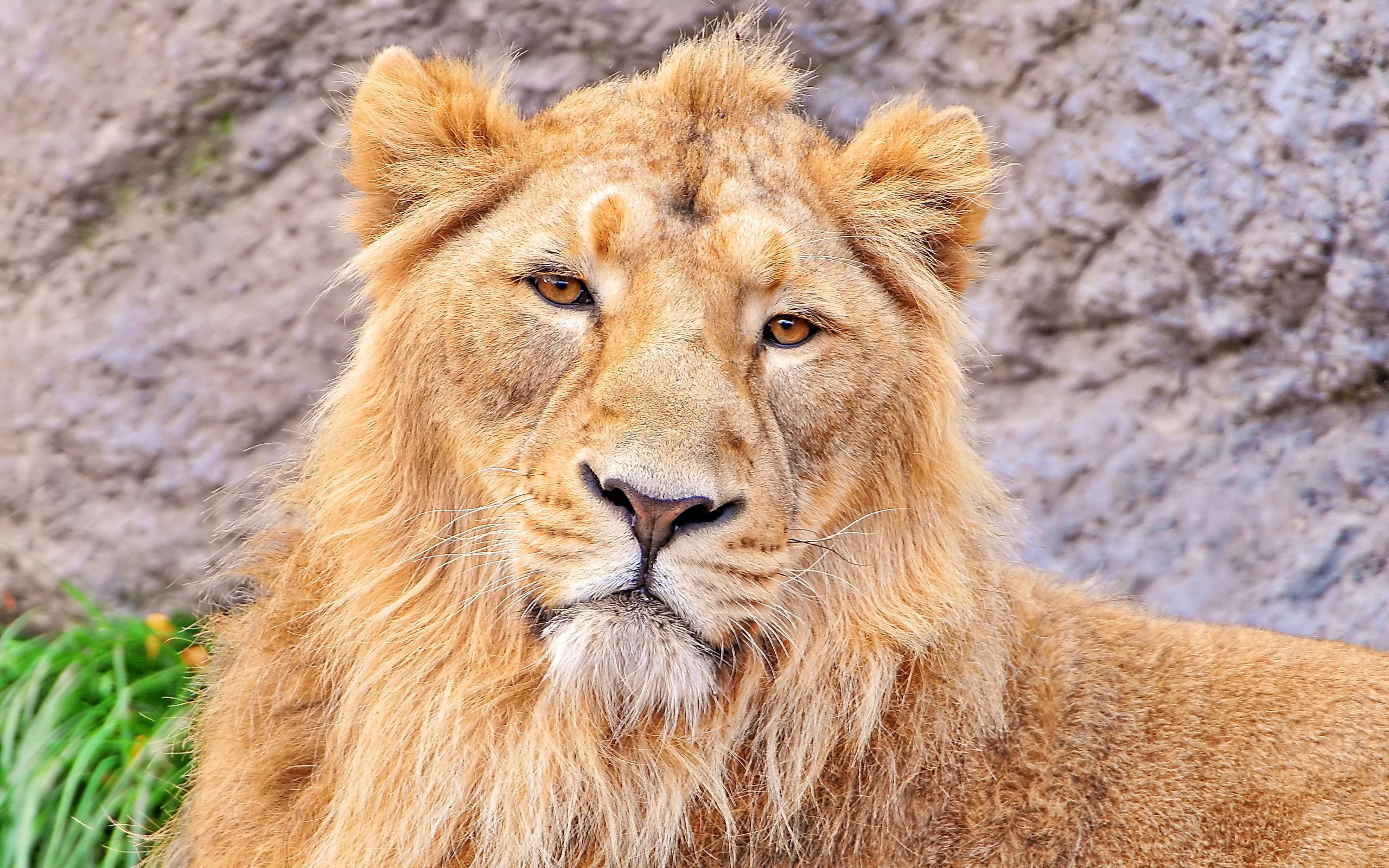 134523 descargar fondo de pantalla animales, bozal, un leon, león, depredador, lana: protectores de pantalla e imágenes gratis