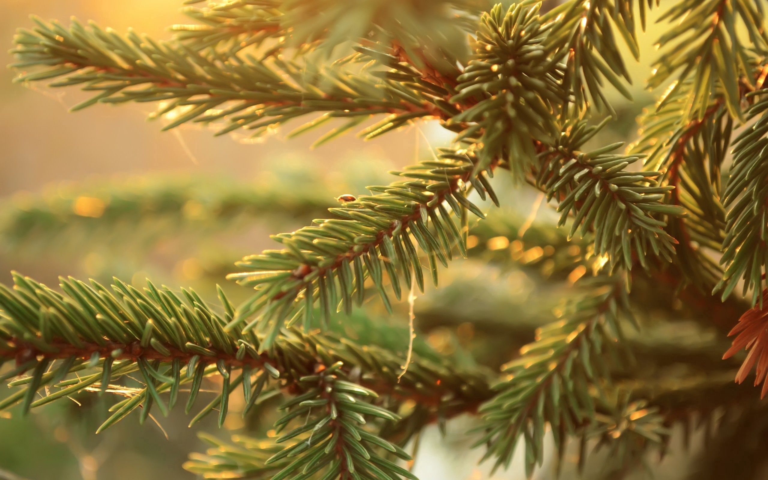 Free download wallpaper Macro, Branch, Spruce, Fir, Thorns, Prickles on your PC desktop