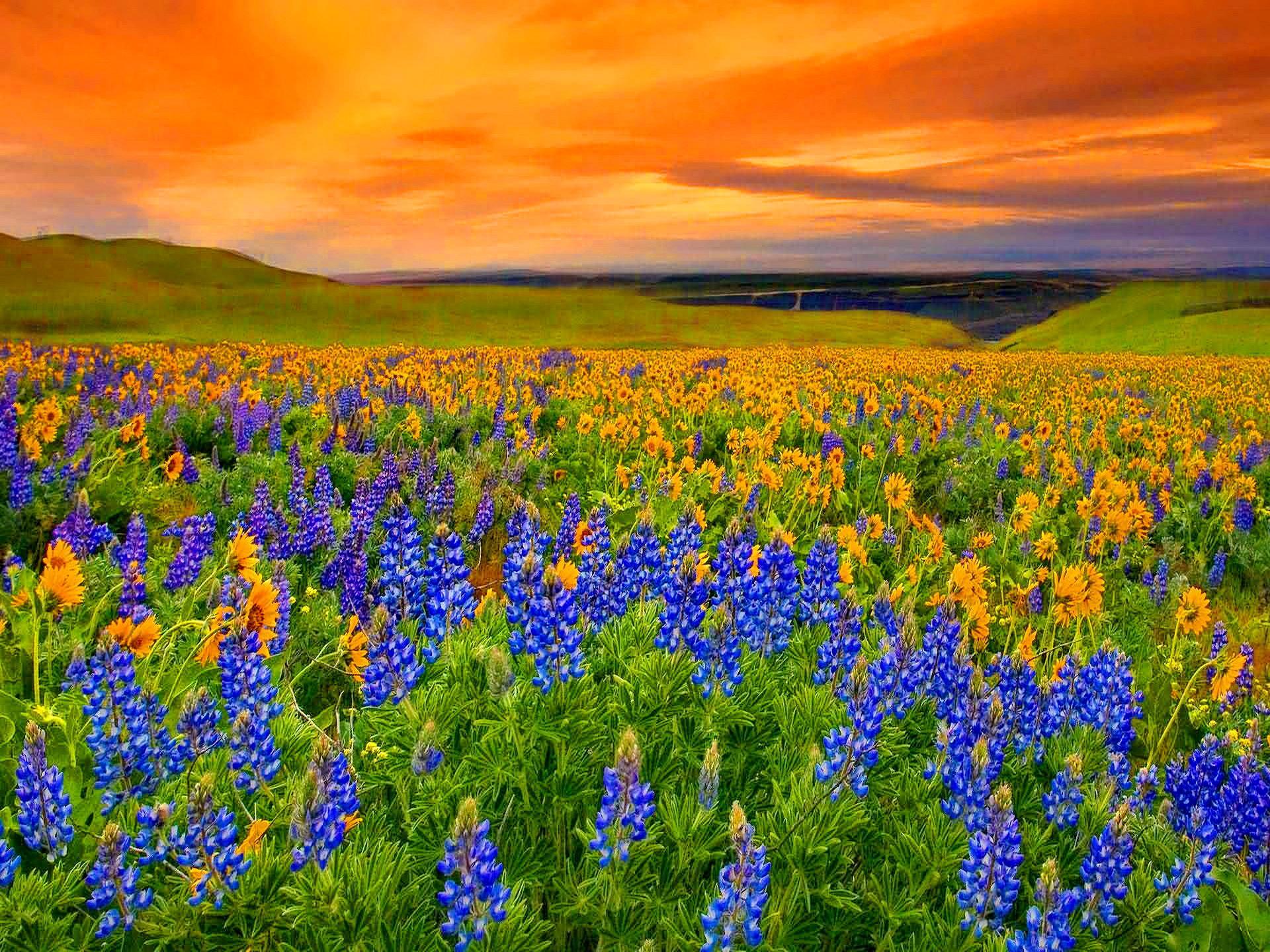 Free download wallpaper Sky, Flower, Sunrise, Earth, Field, Golden, Sunflower, Meadow on your PC desktop