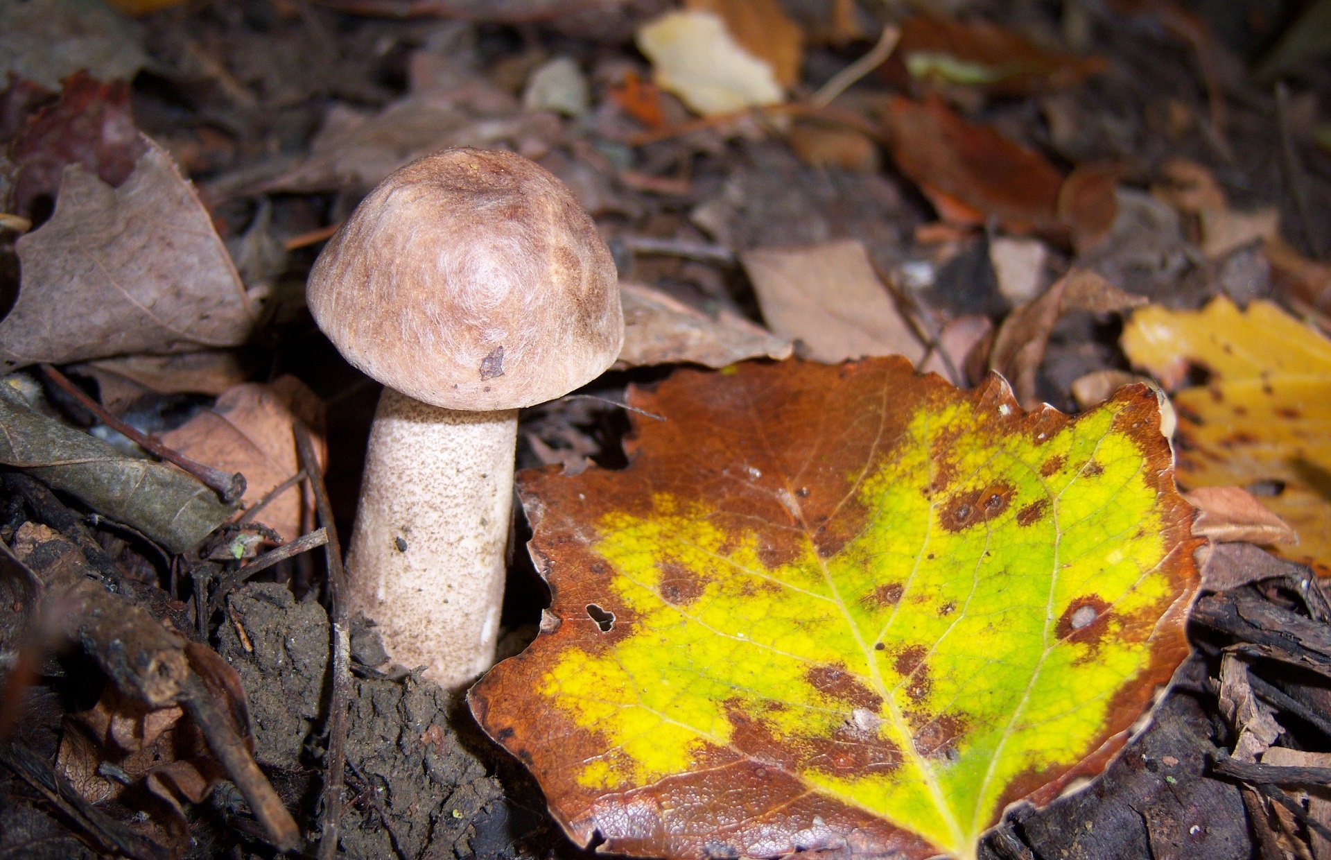 Téléchargez gratuitement l'image Champignon, Terre/nature sur le bureau de votre PC