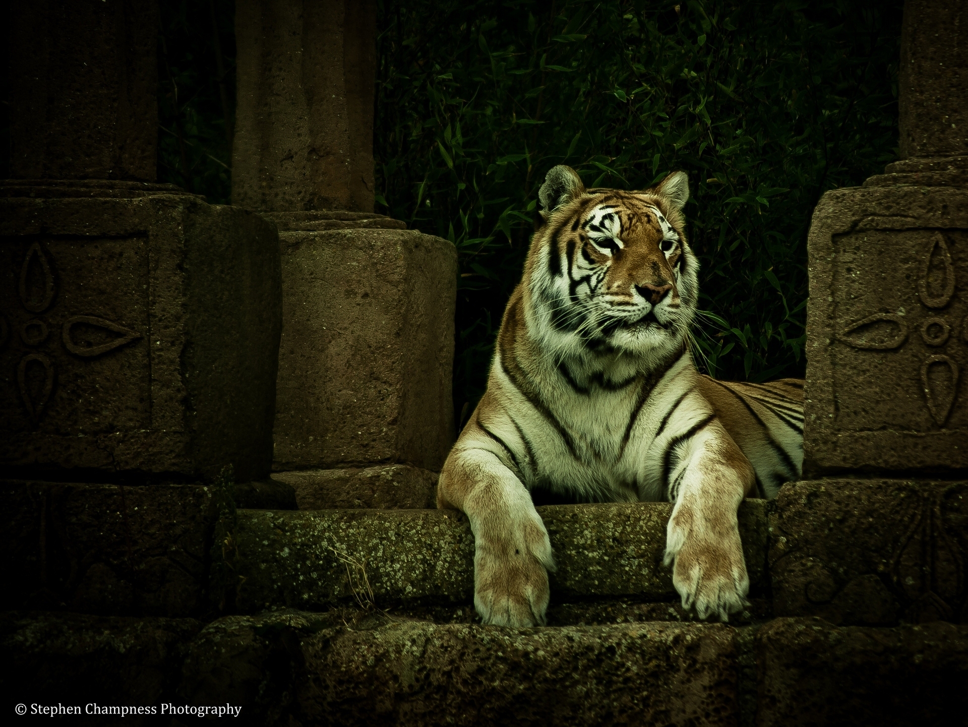 Handy-Wallpaper Tiere, Katzen, Tiger kostenlos herunterladen.