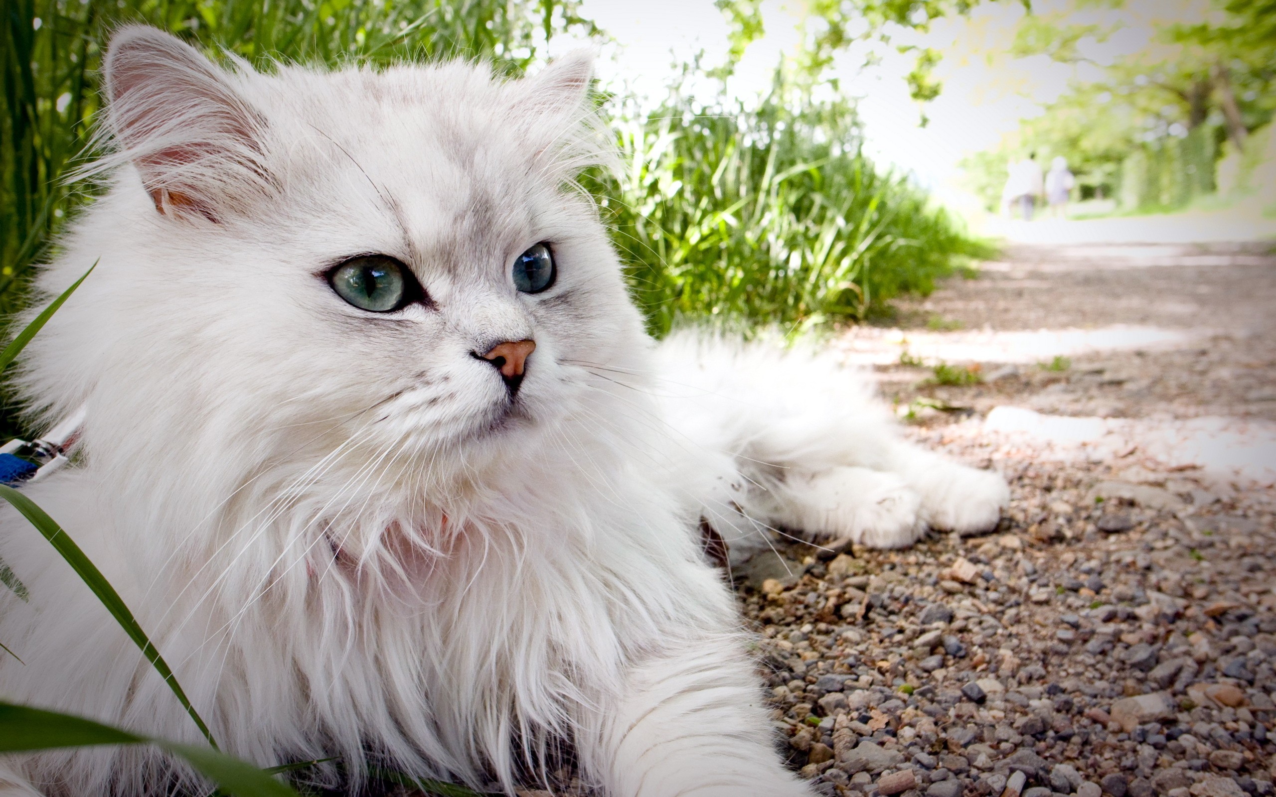 Baixar papel de parede para celular de Animais, Gatos, Gato gratuito.