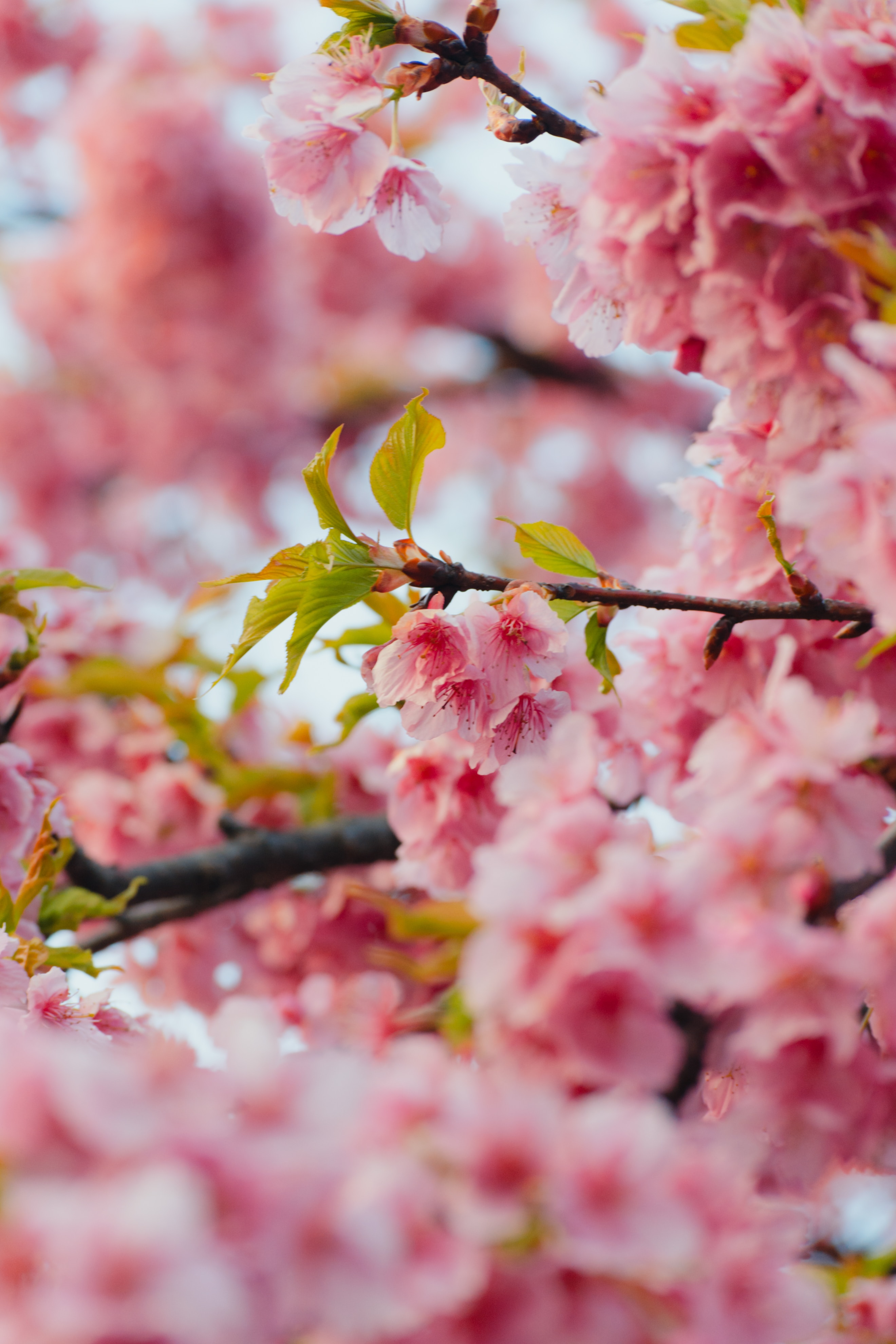 69765 télécharger l'image rose, fleurs, feuilles, sakura, branches - fonds d'écran et économiseurs d'écran gratuits