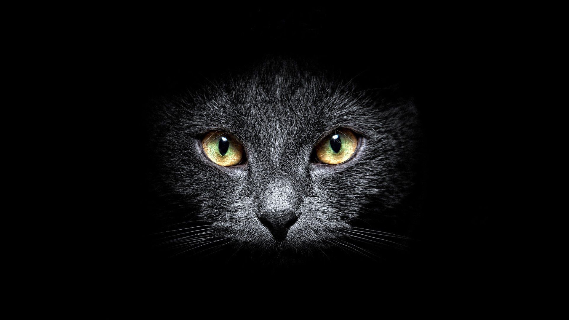 138791 descargar imagen opinión, oscuro, gato, bozal, visión, fondo negro: fondos de pantalla y protectores de pantalla gratis
