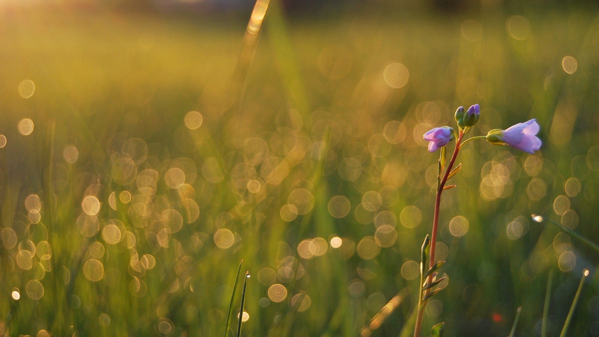 無料モバイル壁紙草, 大きい, マクロ, 輝く, フィールド, 畑, 幹, 茎, 花, 光をダウンロードします。