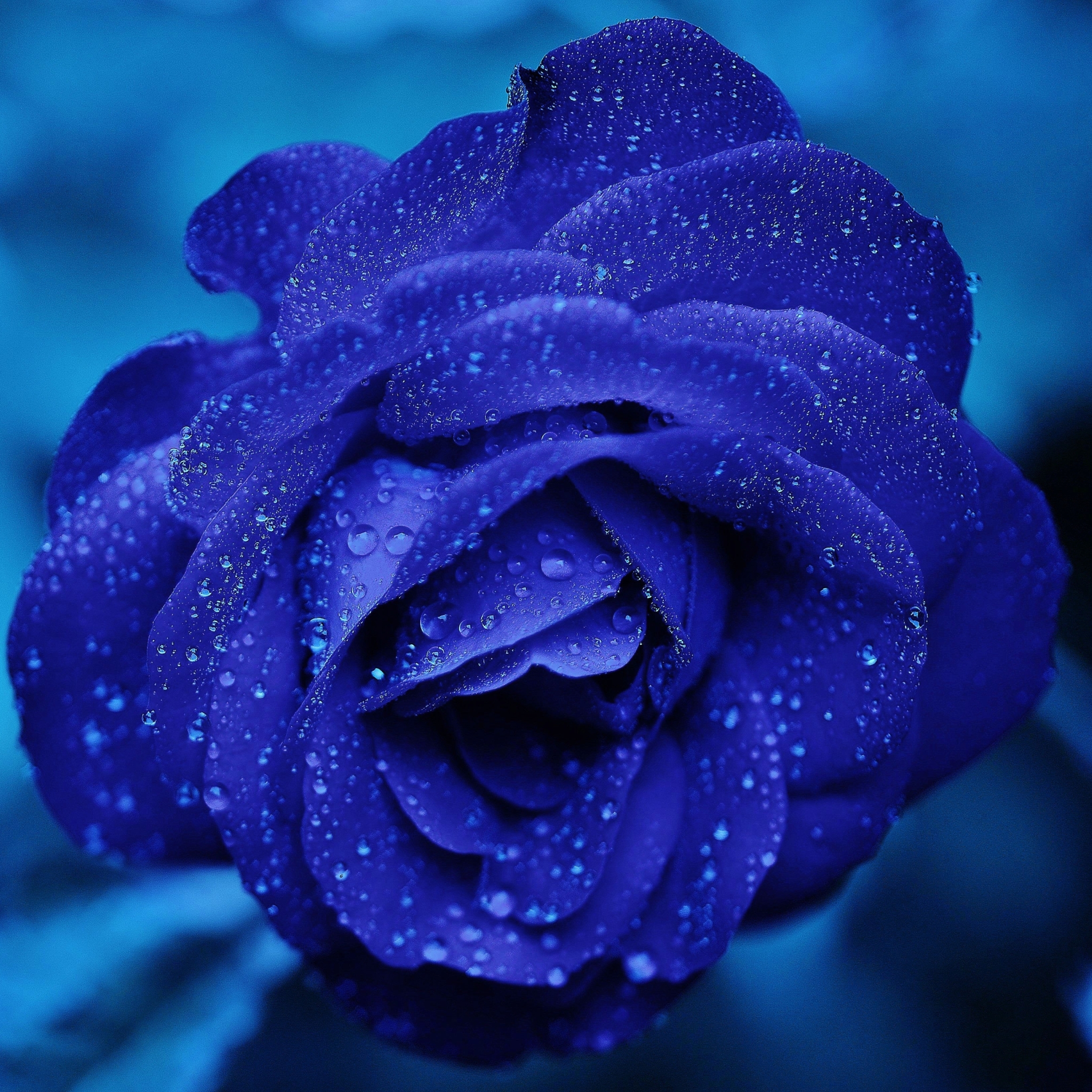 earth, rose, blue, flower, blue flower, water drop, blue rose, flowers