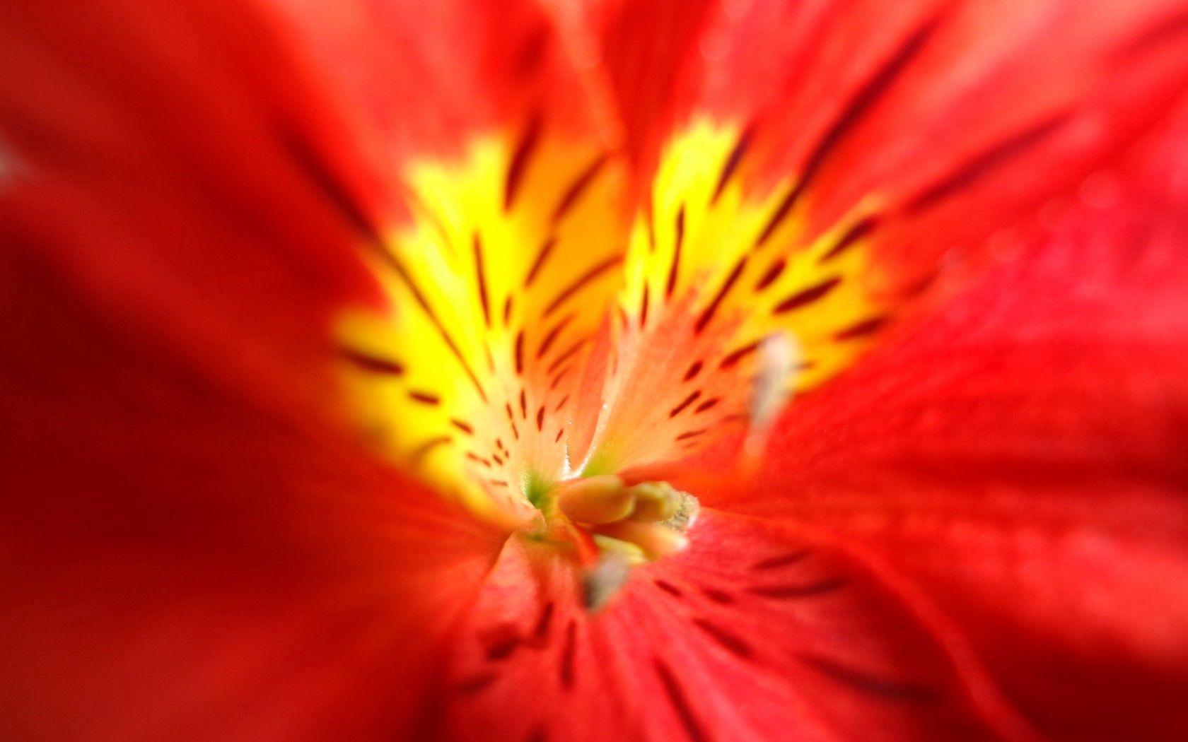 Laden Sie das Blume, Makro-Bild kostenlos auf Ihren PC-Desktop herunter