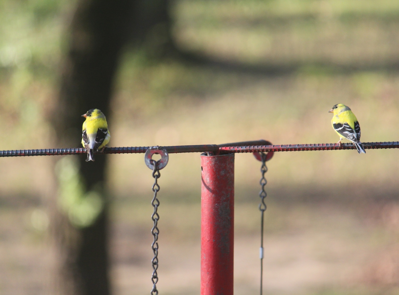 Baixar papel de parede para celular de Pássaro, Aves, Animais gratuito.