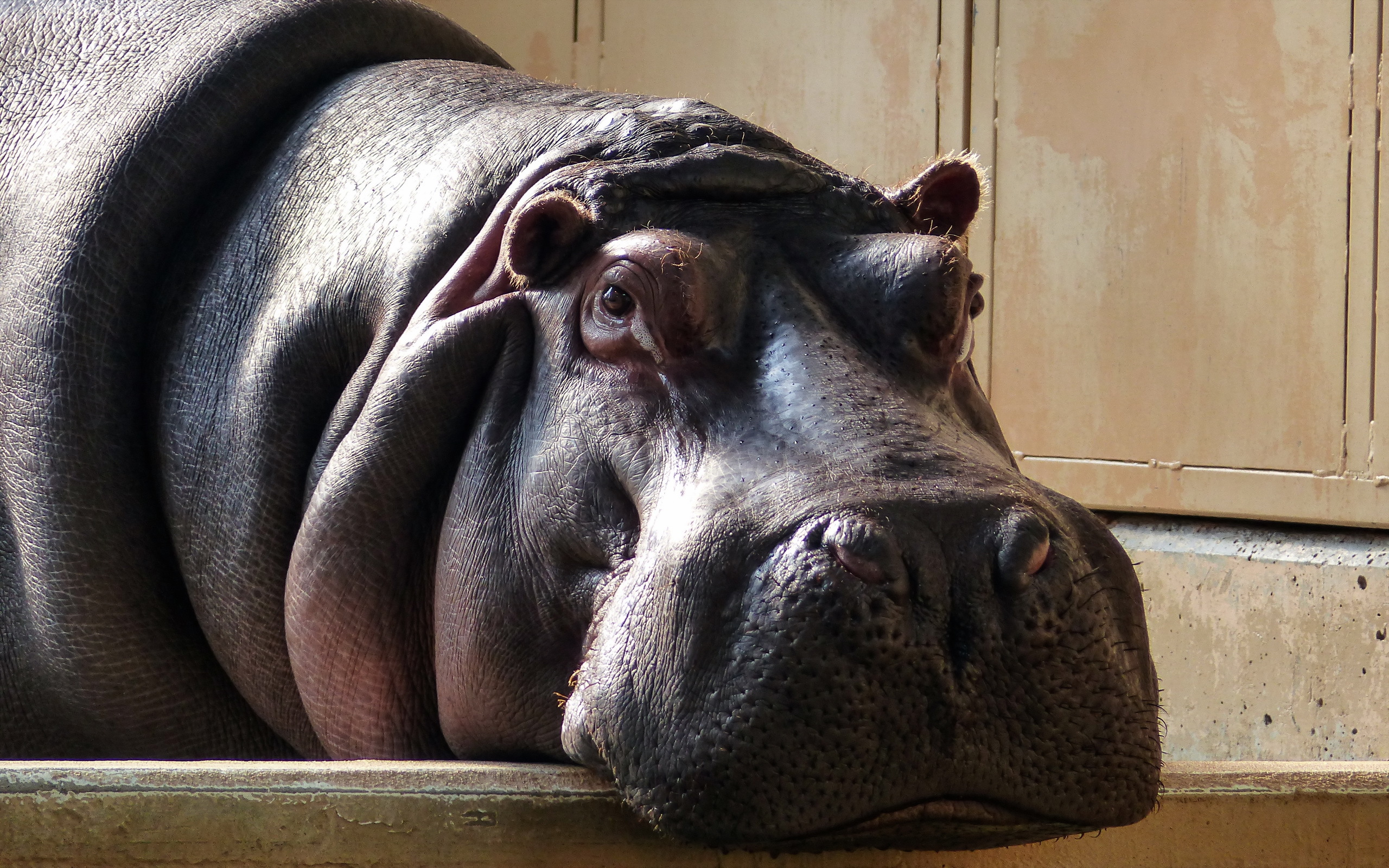 Download mobile wallpaper Animal, Hippo for free.