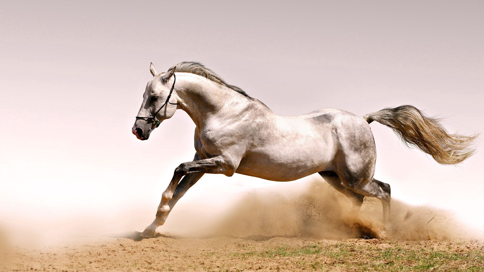 65880 скачать картинку лошадь, трава, животные, пыль, прыжок - обои и заставки бесплатно