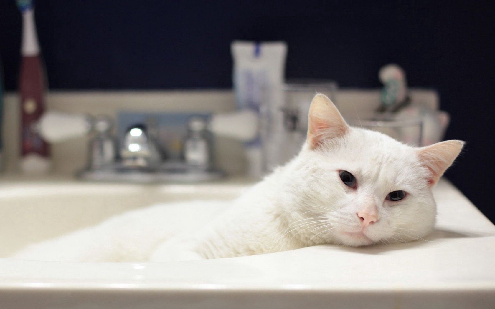 animals, white, cat, lies, bath