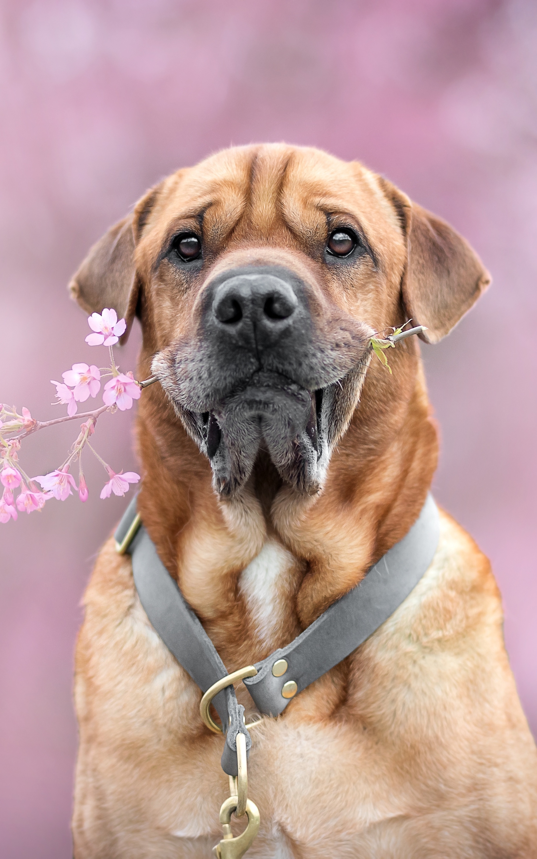 Baixe gratuitamente a imagem Animais, Cães, Cão na área de trabalho do seu PC