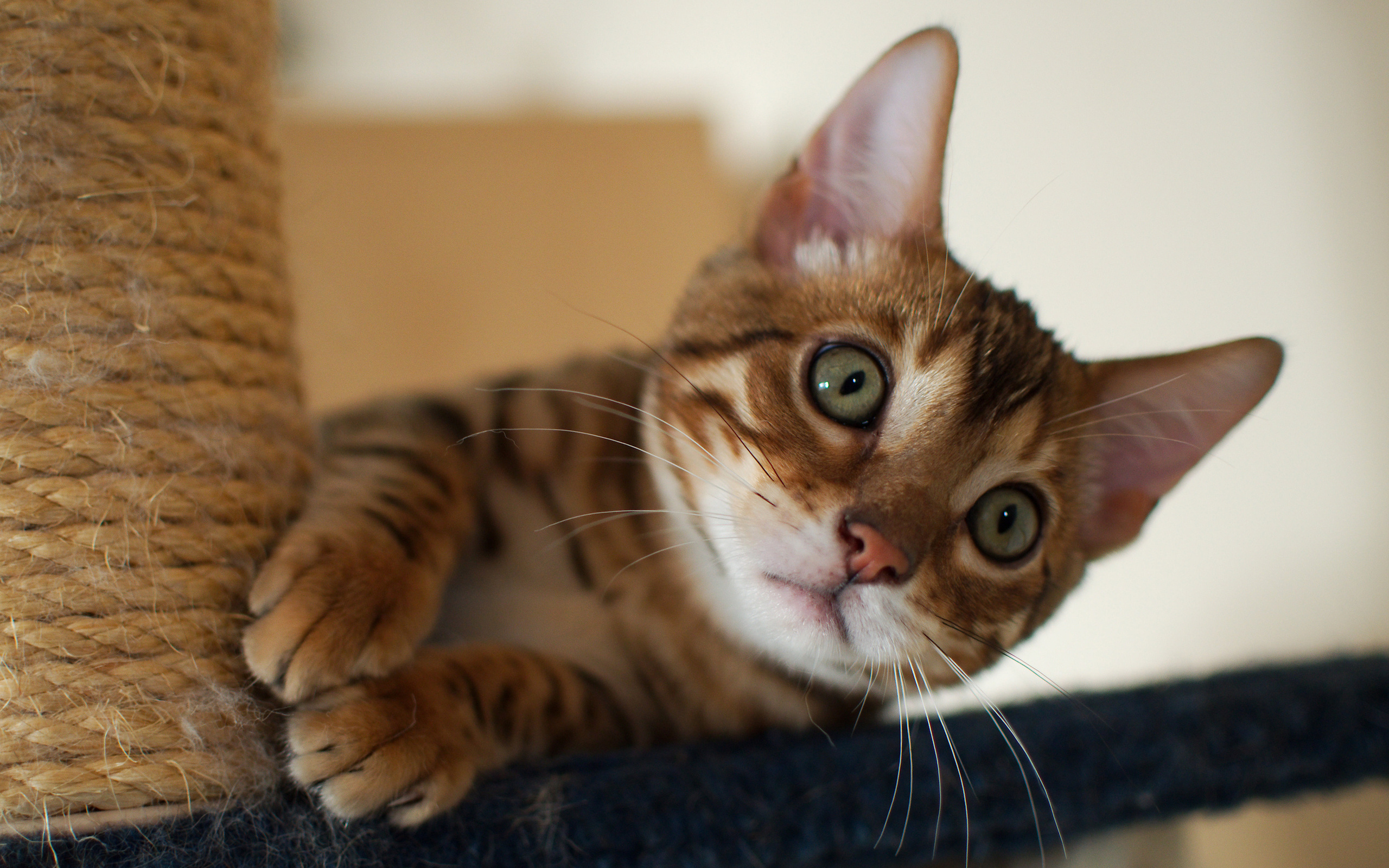 Baixe gratuitamente a imagem Animais, Gatos, Gato na área de trabalho do seu PC