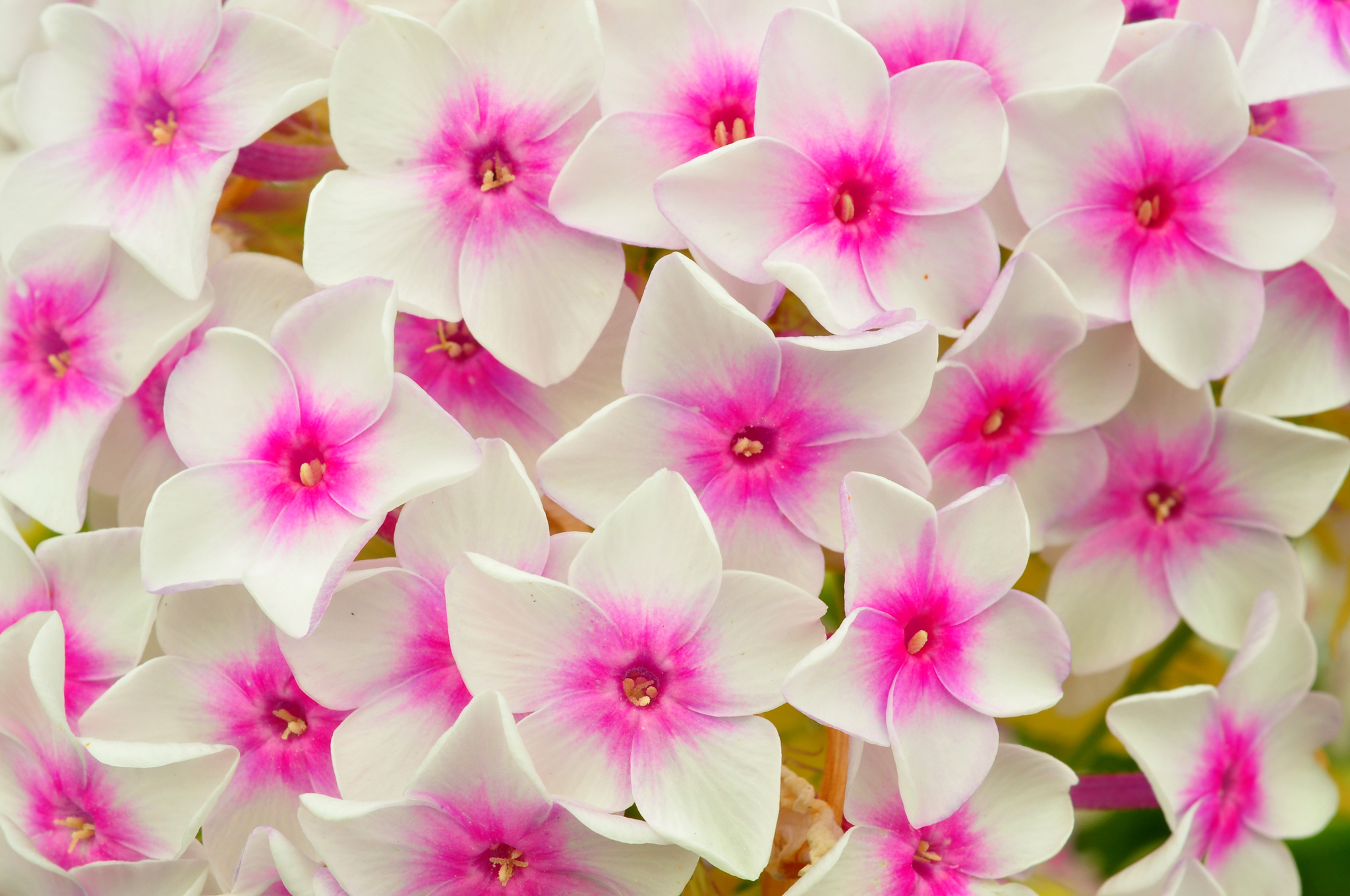 126036 завантажити картинку квіти, пелюстки, рожевий, флокси, плокс (івате) - шпалери і заставки безкоштовно