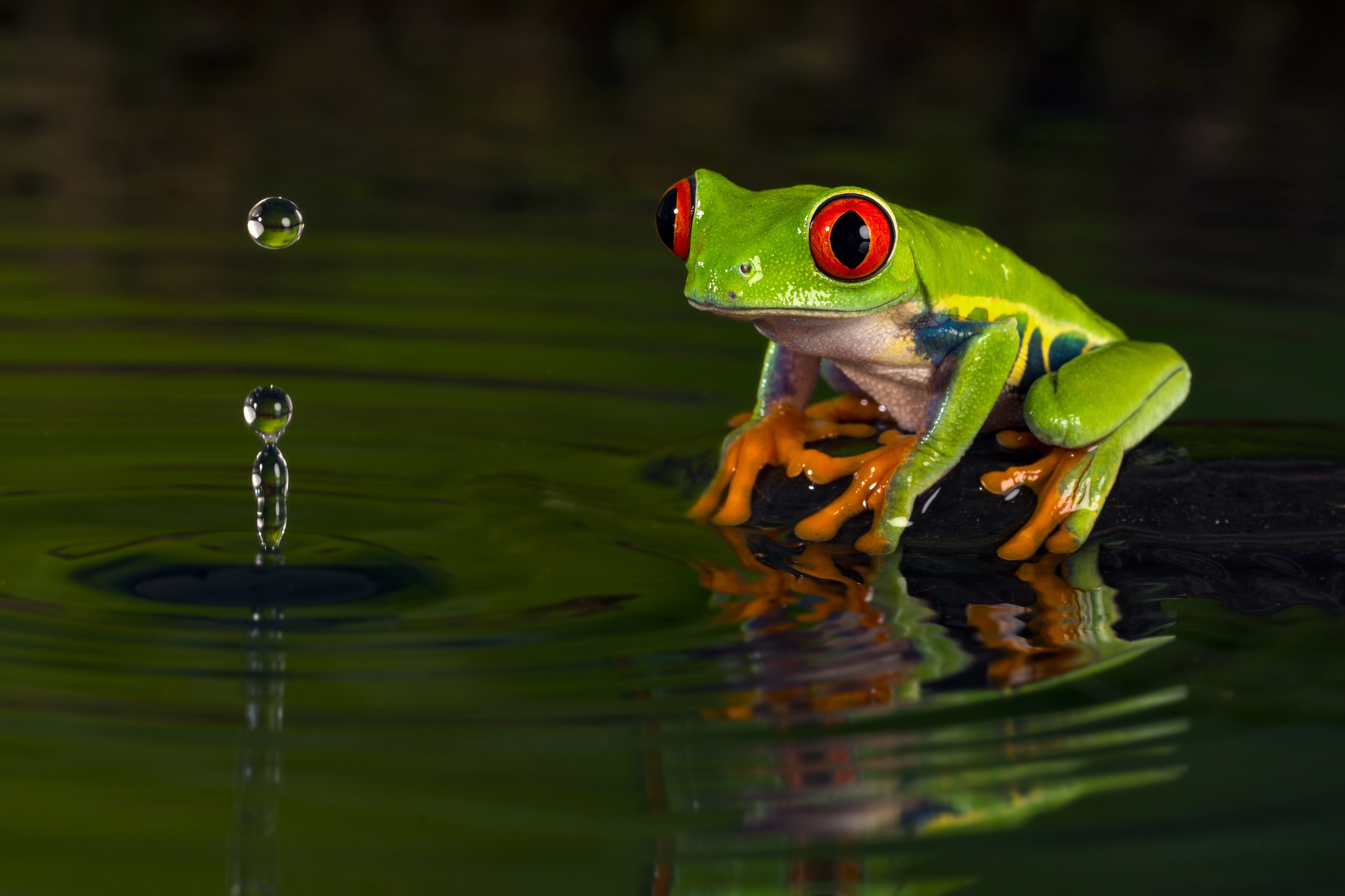 animal, red eyed tree frog, amphibian, frog, frogs