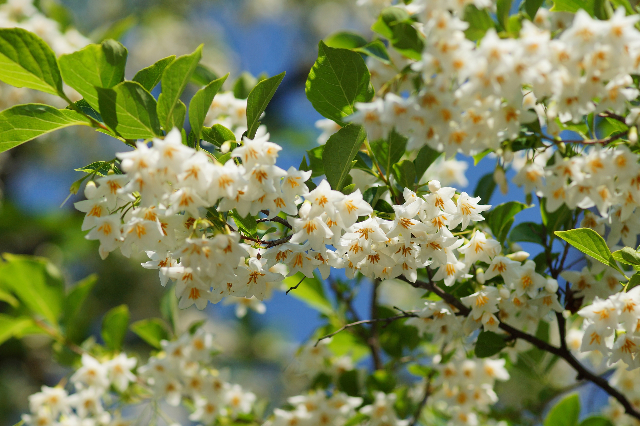 Baixe gratuitamente a imagem Flores, Floração, Terra/natureza na área de trabalho do seu PC