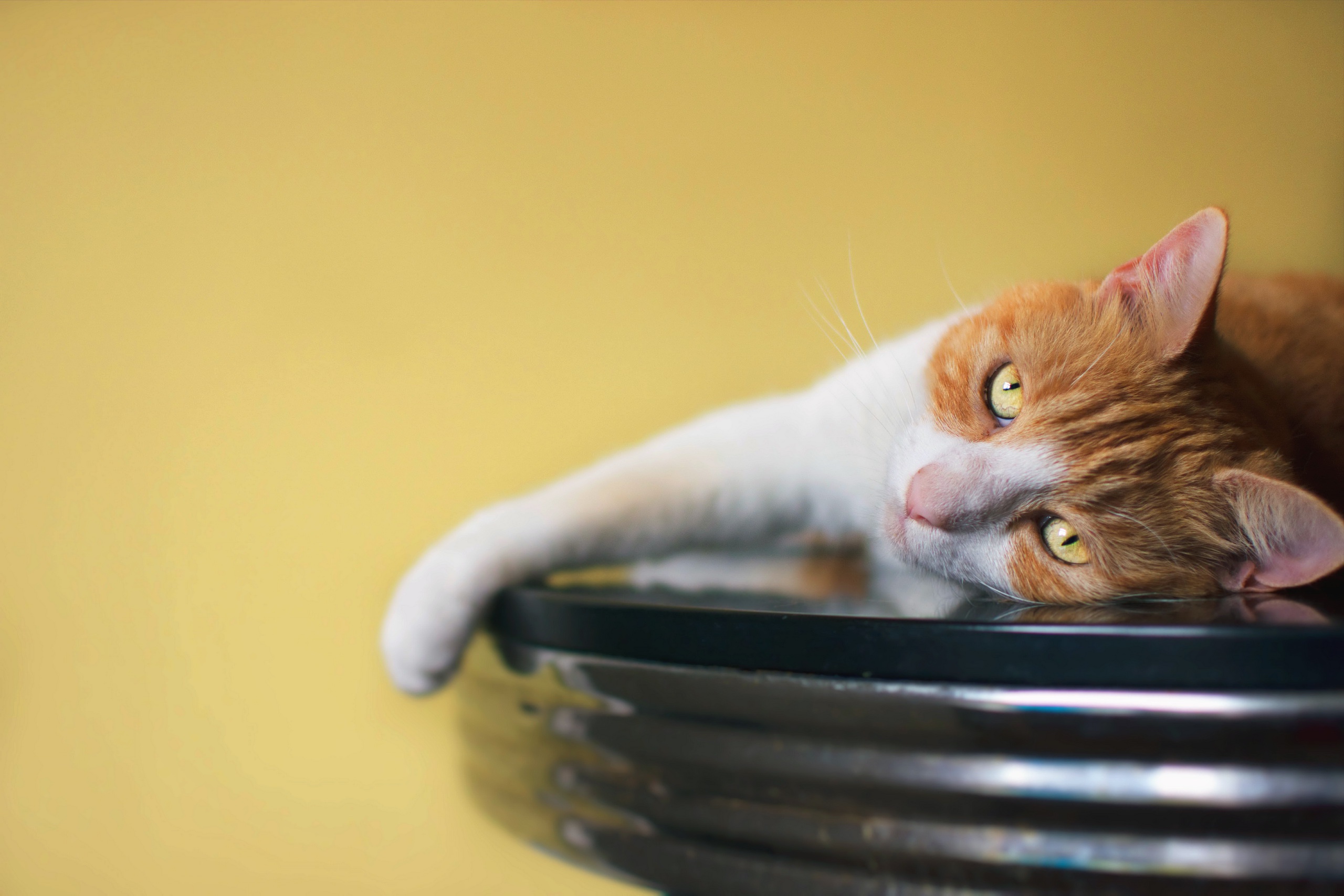 Baixe gratuitamente a imagem Animais, Gatos, Gato na área de trabalho do seu PC