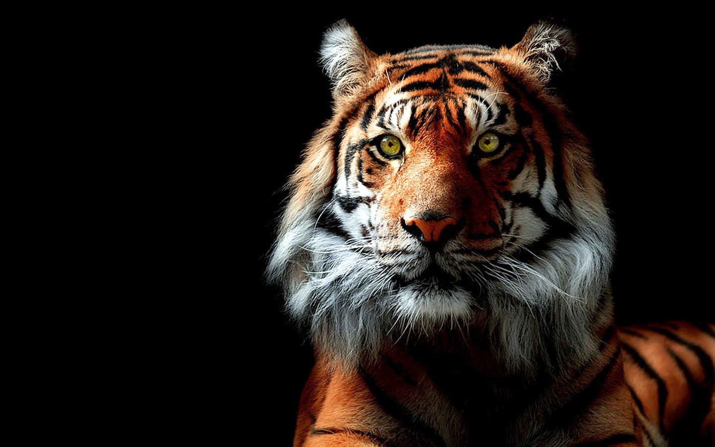 1438729 descargar imagen tigre, animales: fondos de pantalla y protectores de pantalla gratis