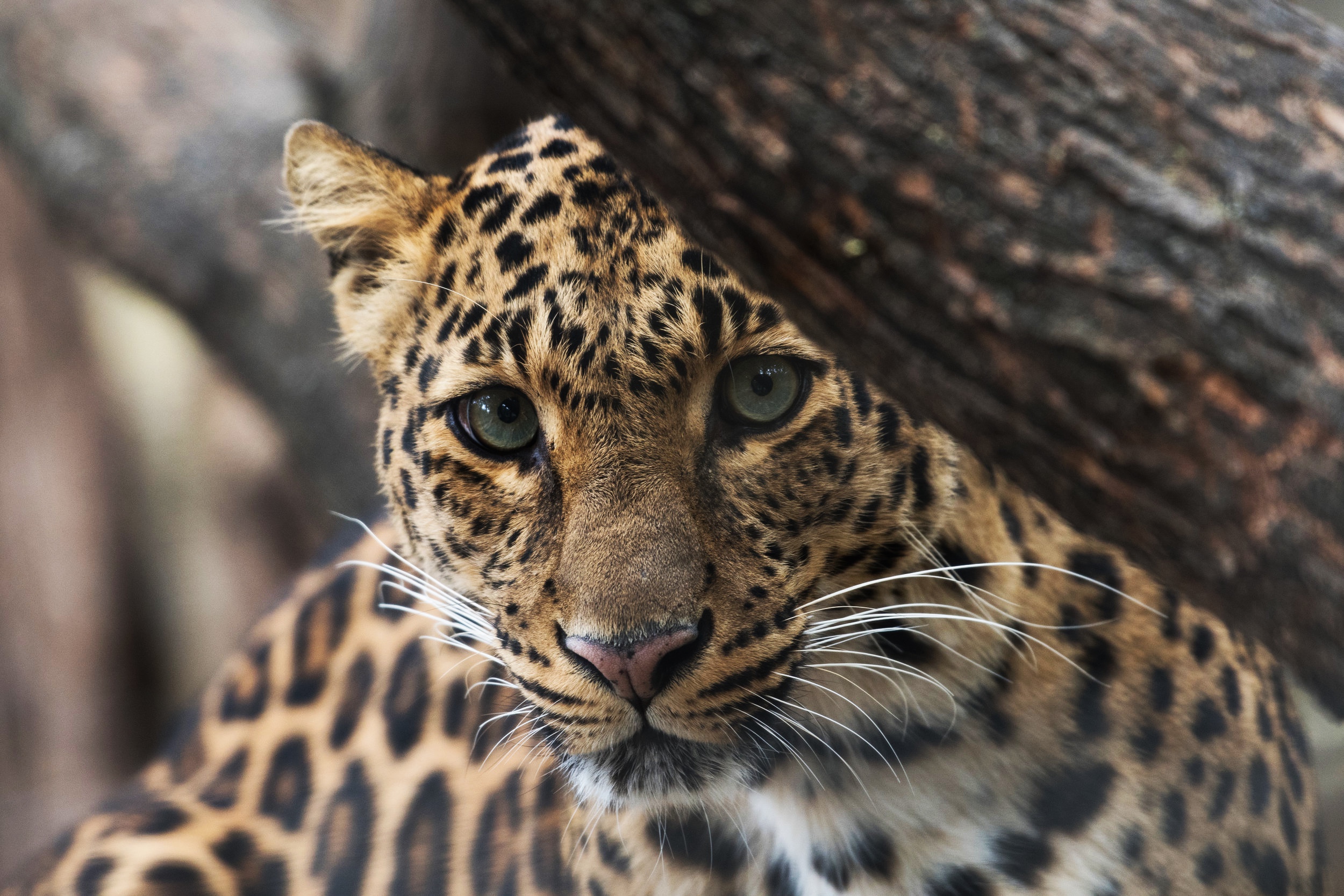 Laden Sie das Tiere, Katzen, Leopard, Nahansicht, Gesicht-Bild kostenlos auf Ihren PC-Desktop herunter