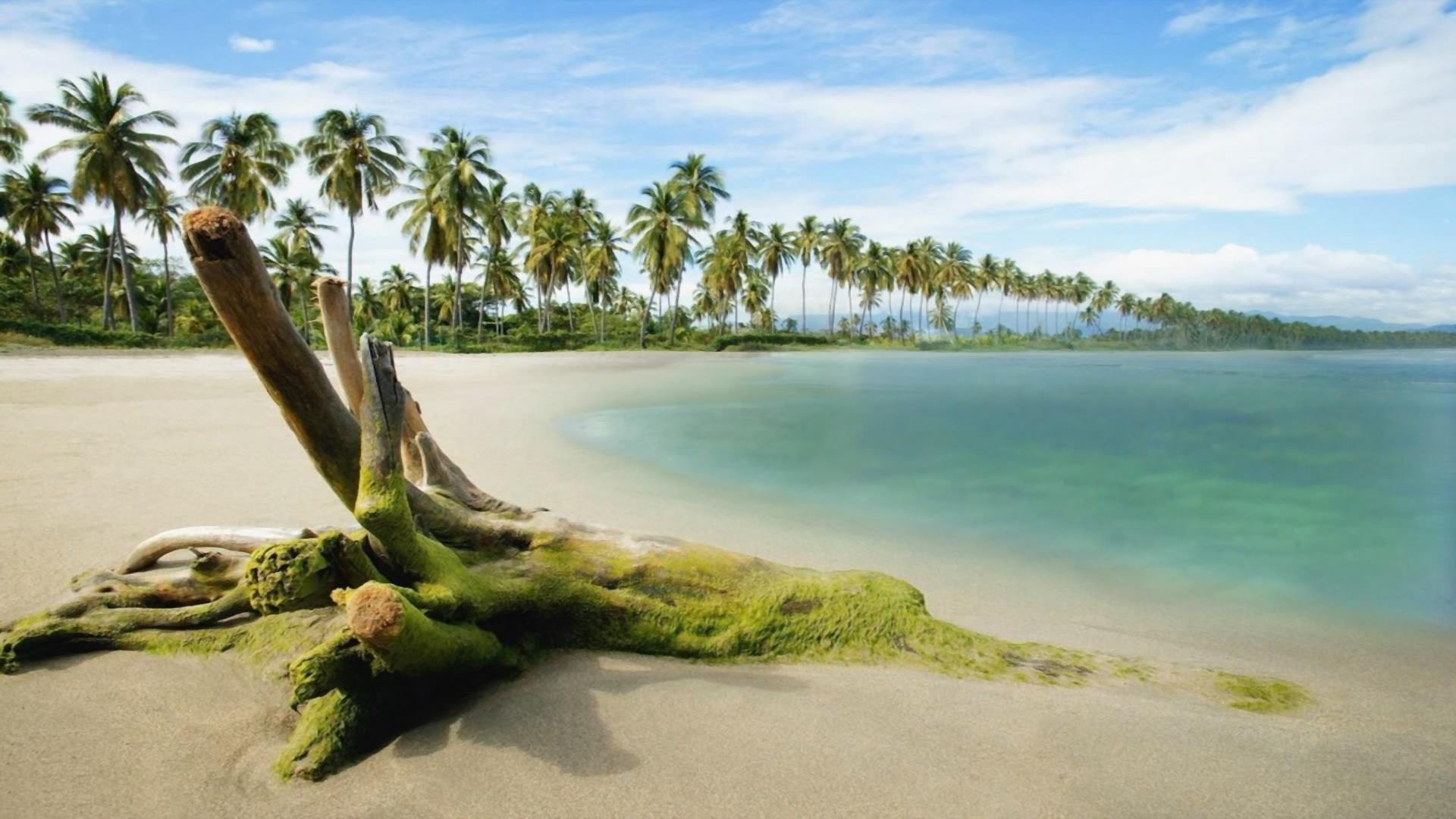 Скачать картинку Пляж, Пальмы, Берег, Побережье, Береговая Линия, Земля/природа в телефон бесплатно.