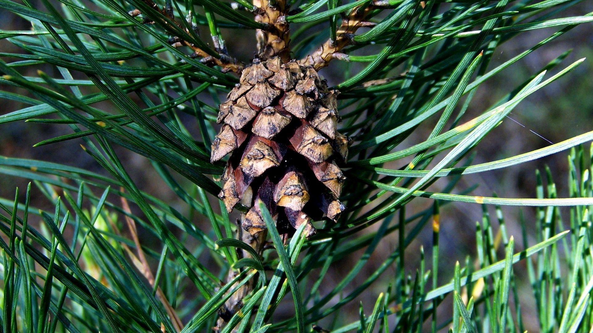 Download mobile wallpaper Needle, Spruce, Cone, Bump, Fir, Macro, Forest for free.
