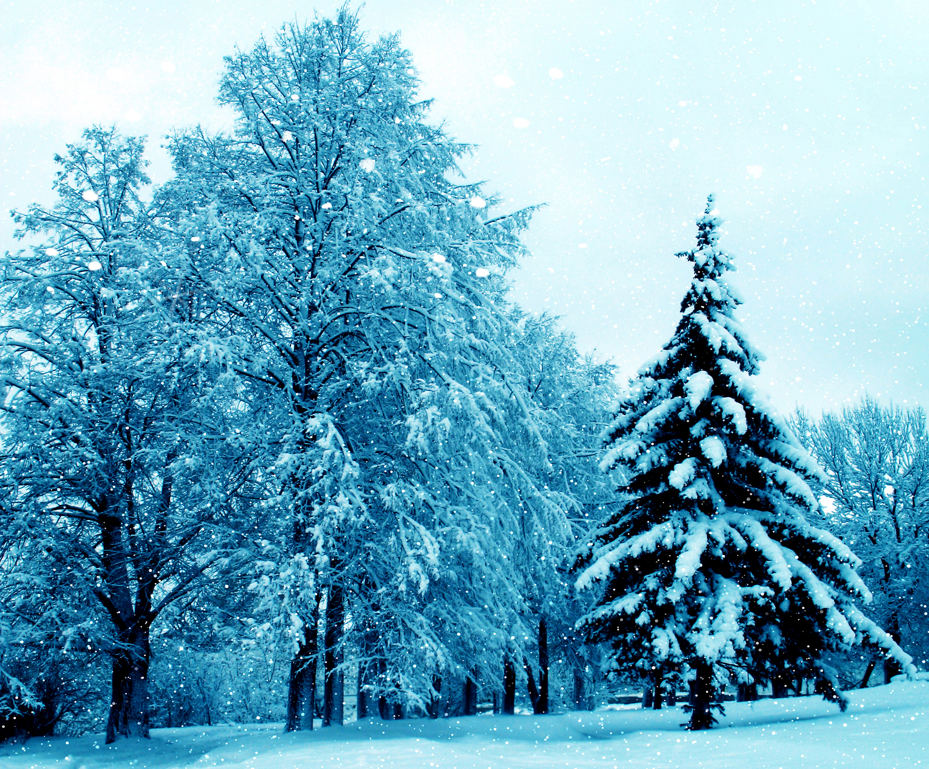 Download mobile wallpaper Winter, Snow, Park, Tree, Earth, Snowfall for free.