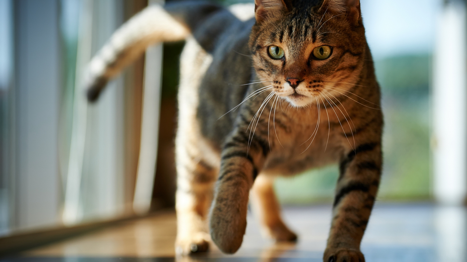 Baixe gratuitamente a imagem Animais, Gatos, Gato na área de trabalho do seu PC