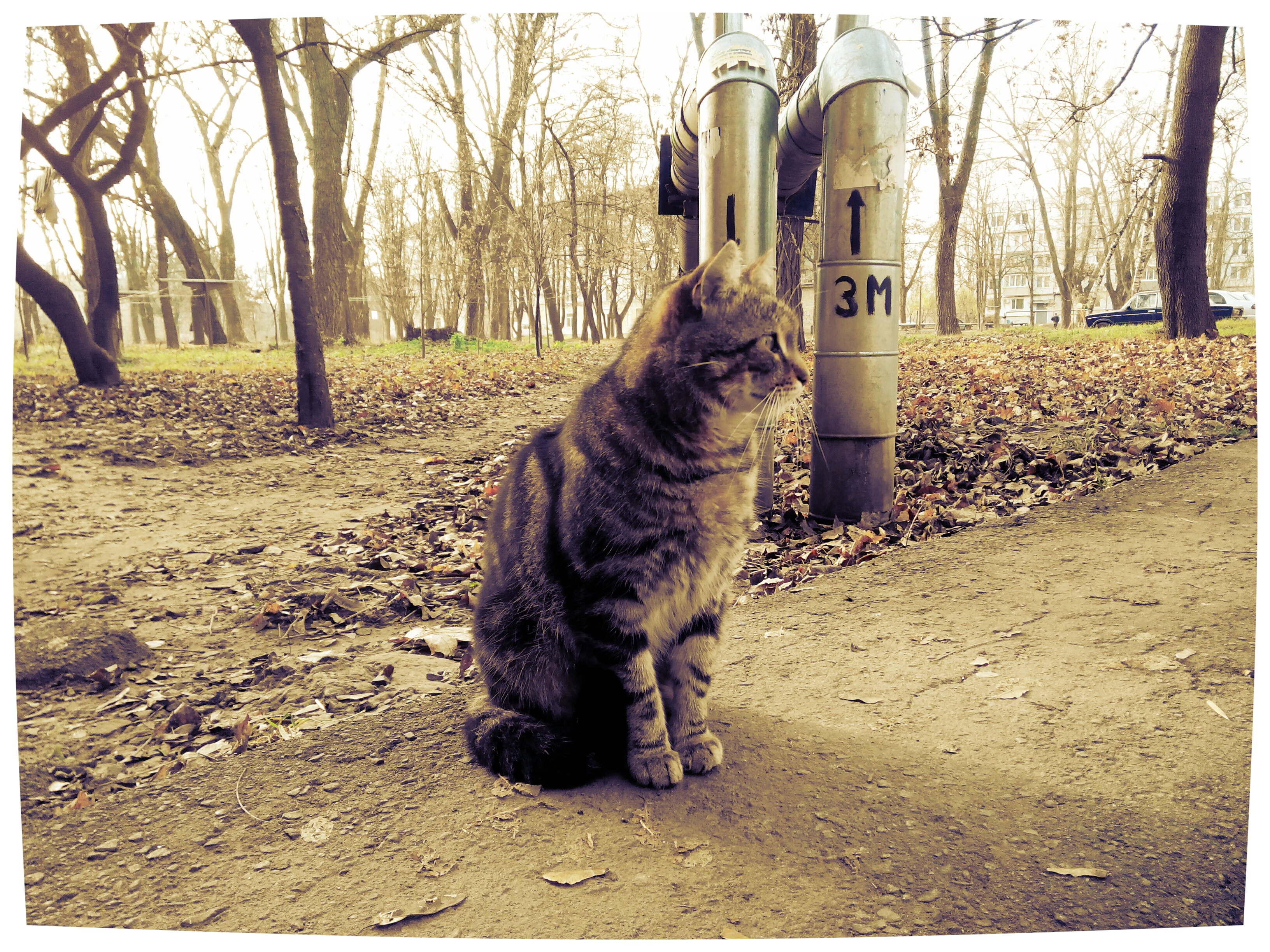 Handy-Wallpaper Katze, Katzen, Tiere kostenlos herunterladen.