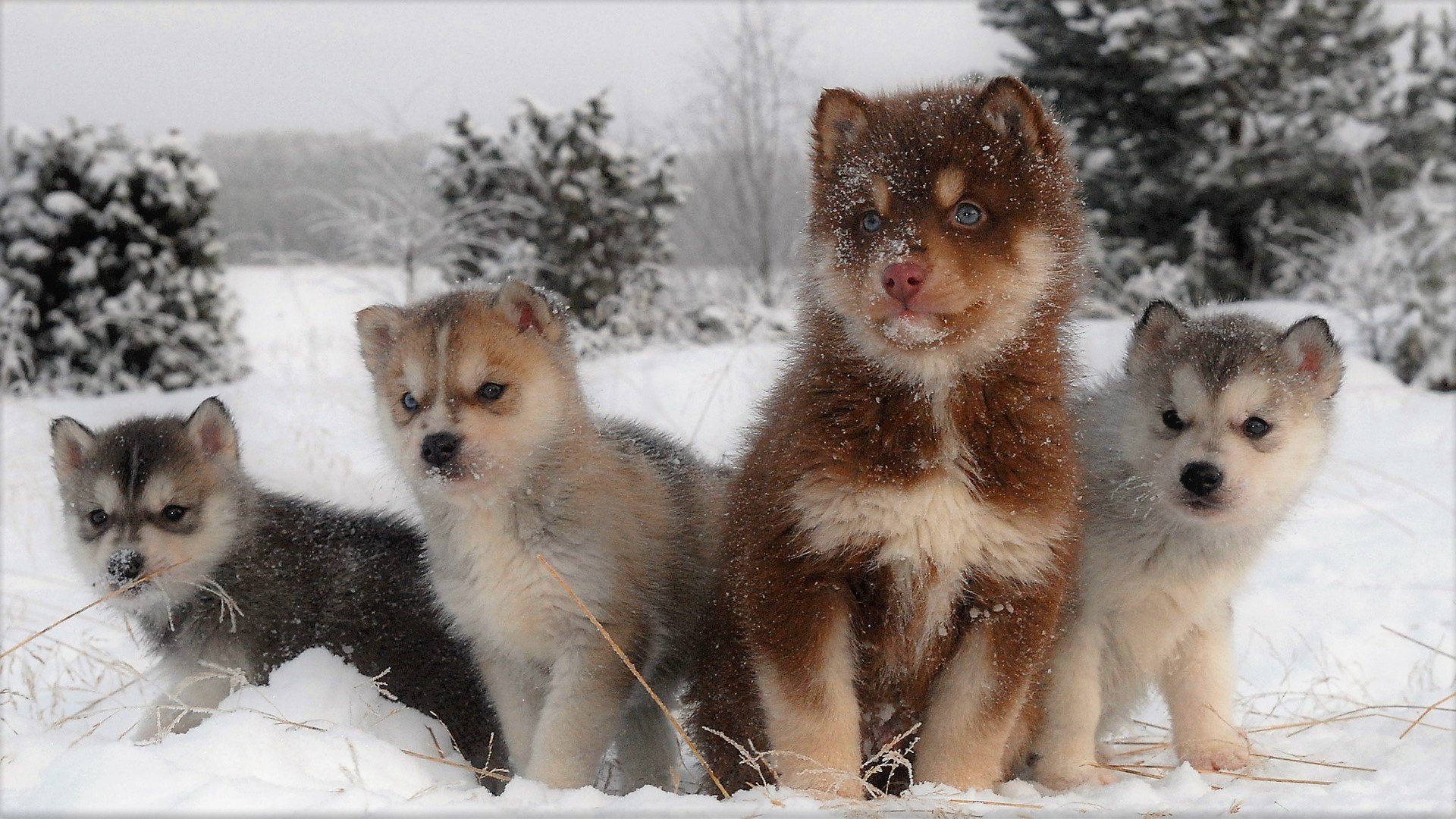 Download mobile wallpaper Winter, Dogs, Snow, Dog, Animal, Puppy, Husky, Cute, Siberian Husky, Baby Animal for free.