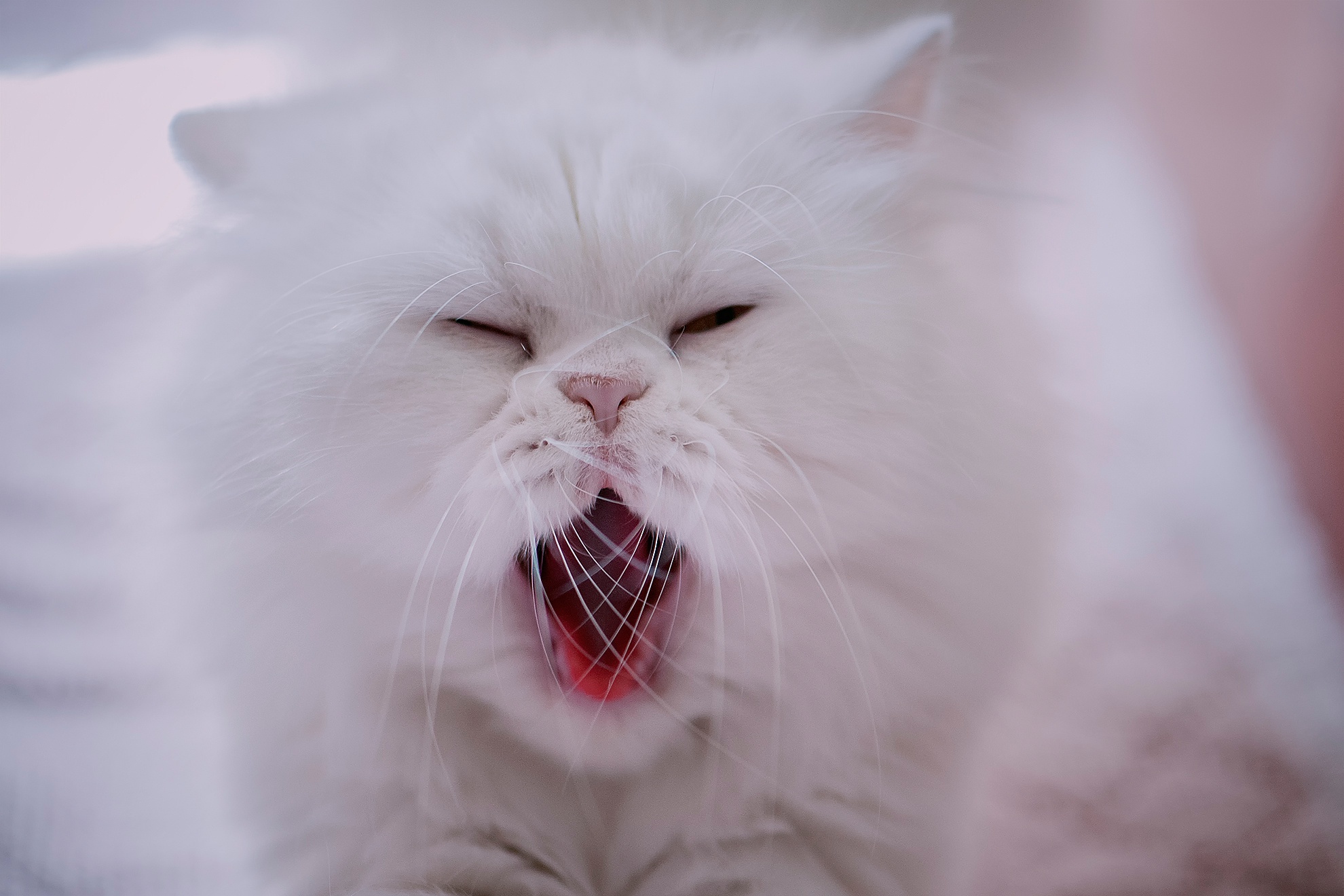 persian cat, animal, cat, yawn, cats