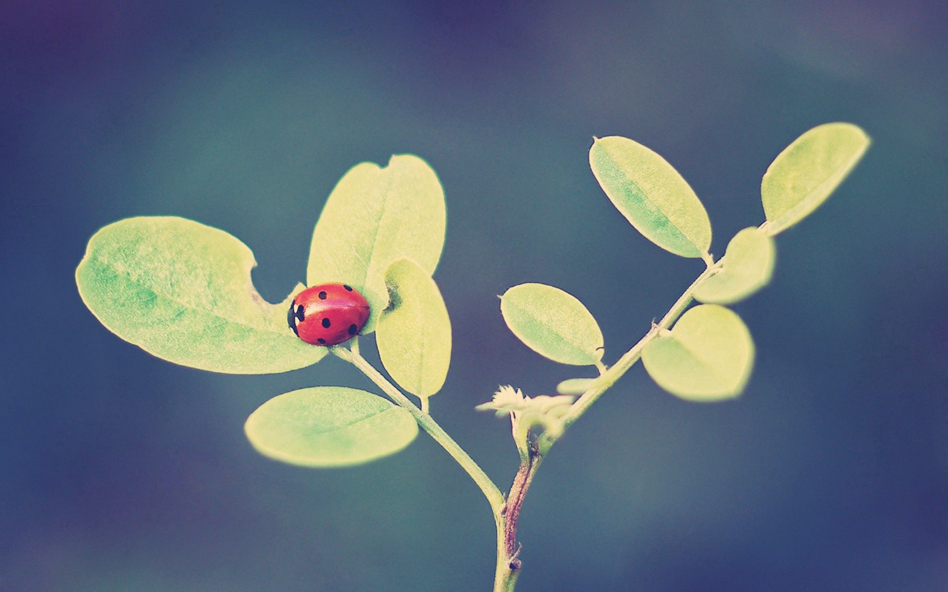 Download mobile wallpaper Ladybird, Grass, Macro, Leaves, Ladybug, Background for free.