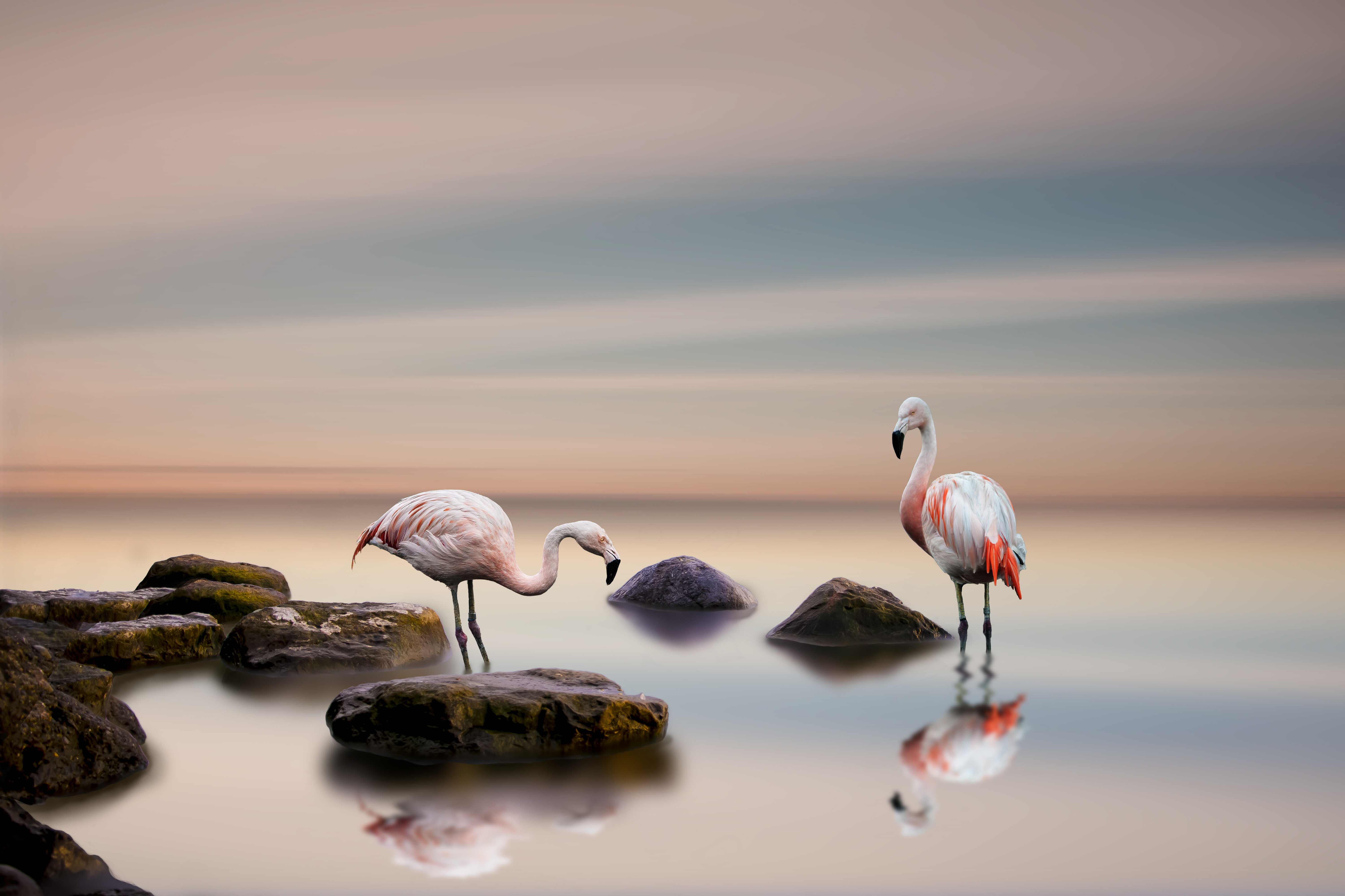 Handy-Wallpaper Tiere, Vögel, Flamingo, Horizont, Vogel, Spiegelung kostenlos herunterladen.